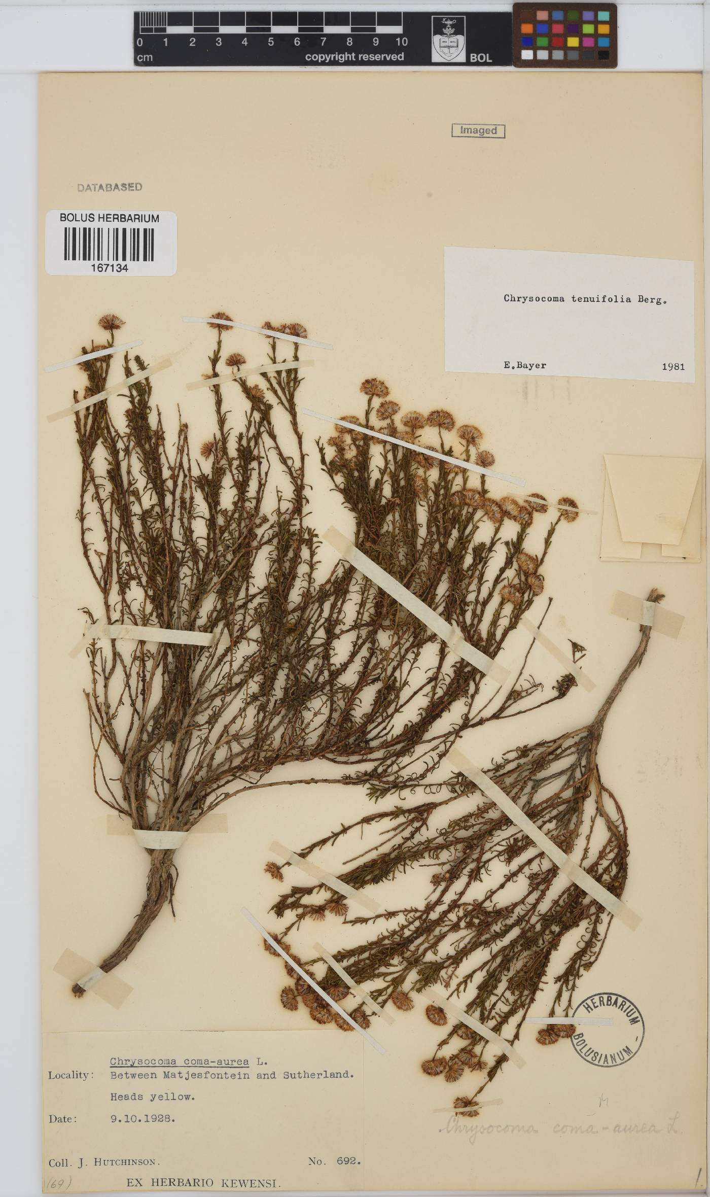 Chrysocoma ciliata image