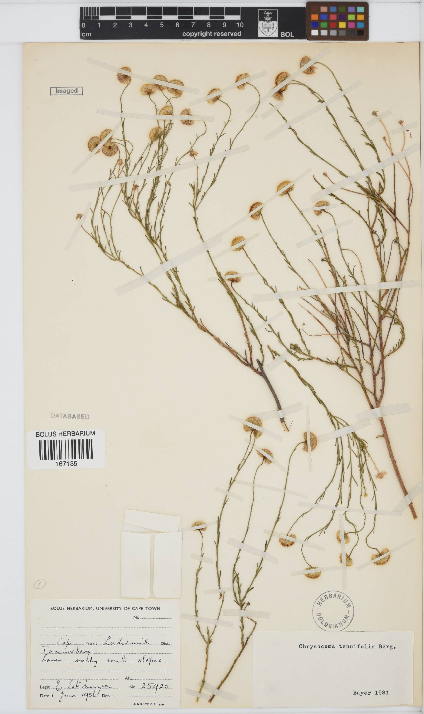 Chrysocoma ciliata image