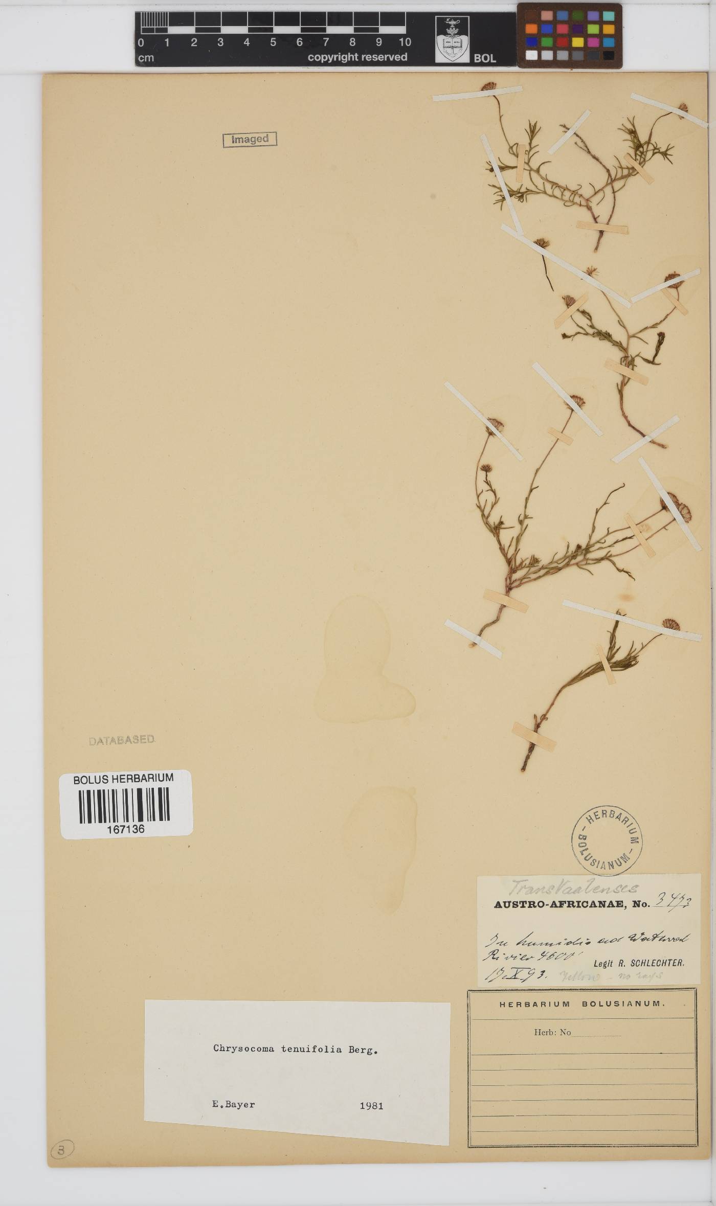 Chrysocoma ciliata image