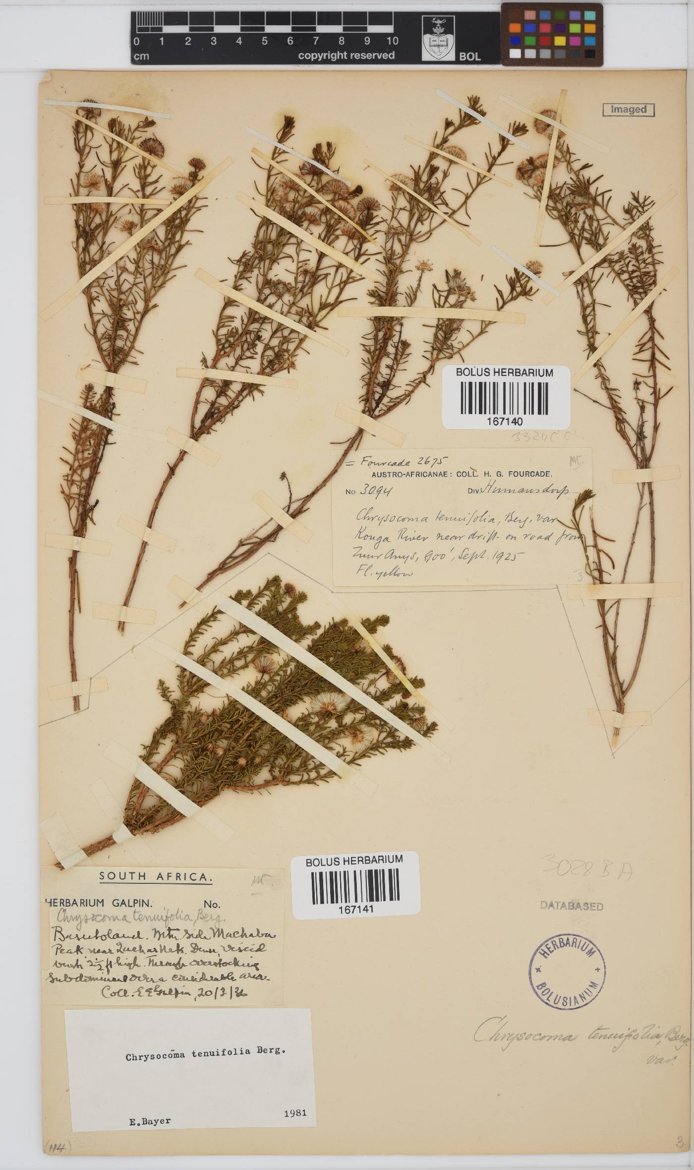 Chrysocoma ciliata image