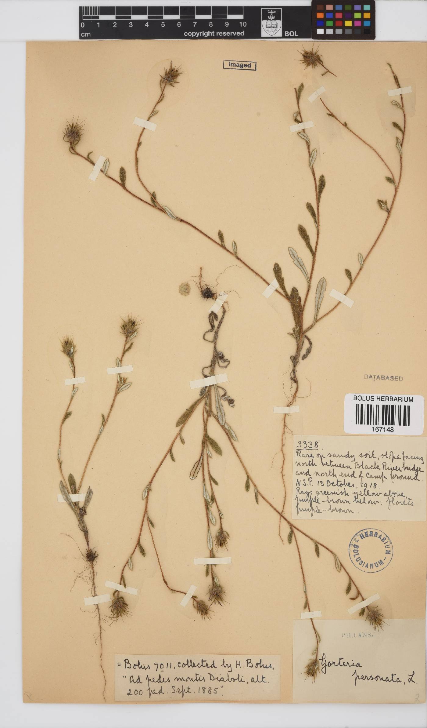 Gorteria personata image