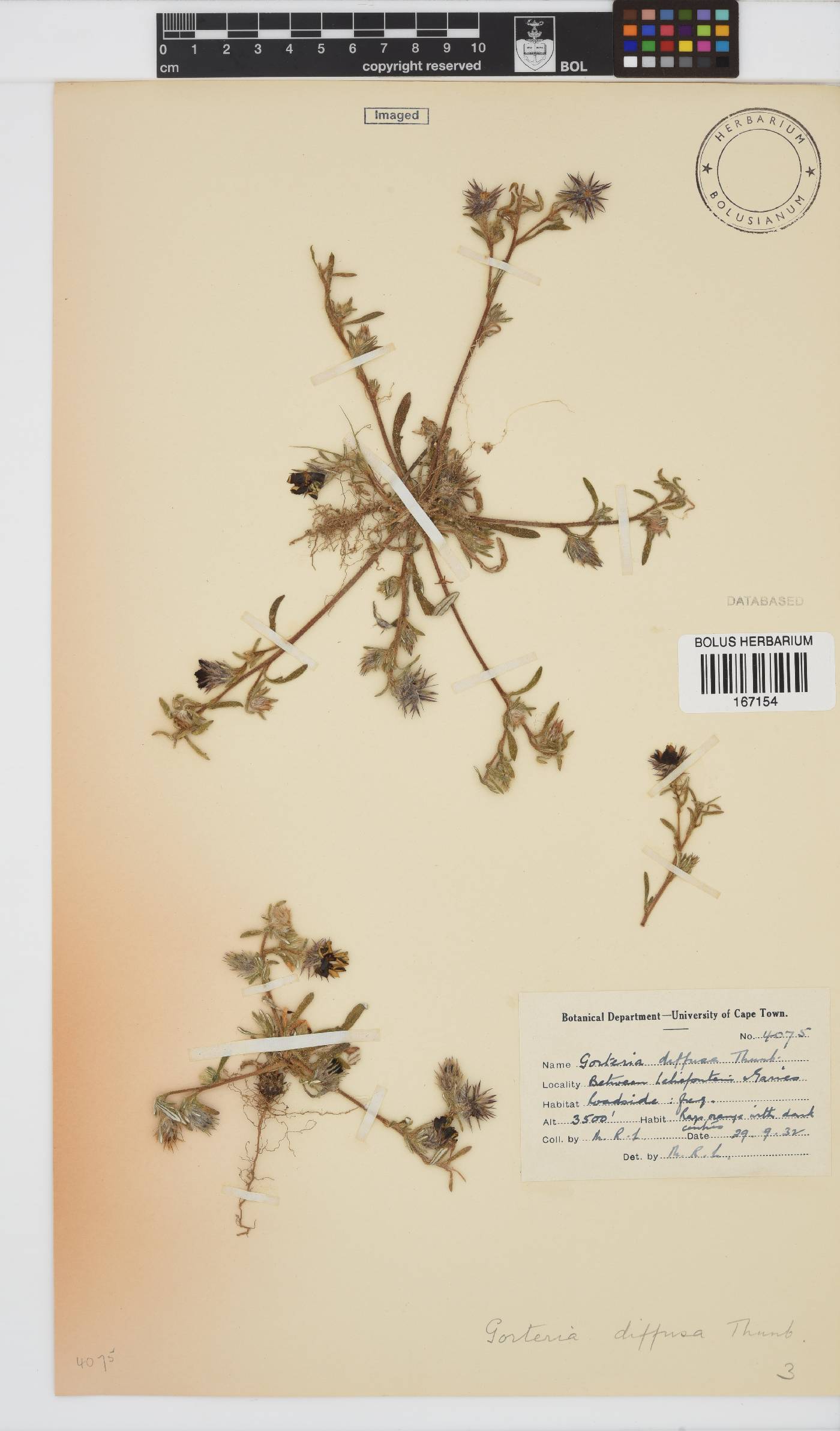 Gorteria diffusa image