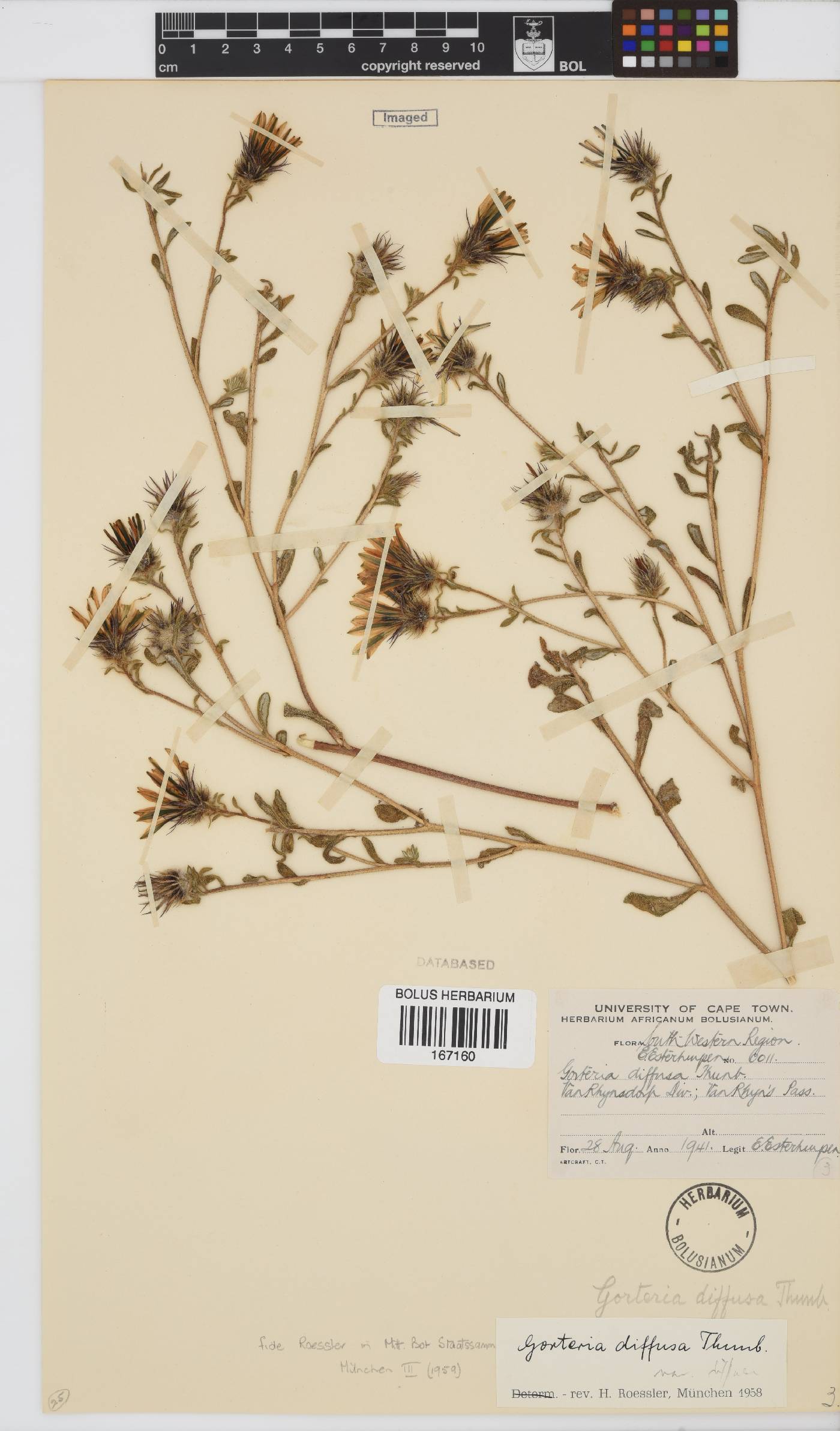 Gorteria diffusa image