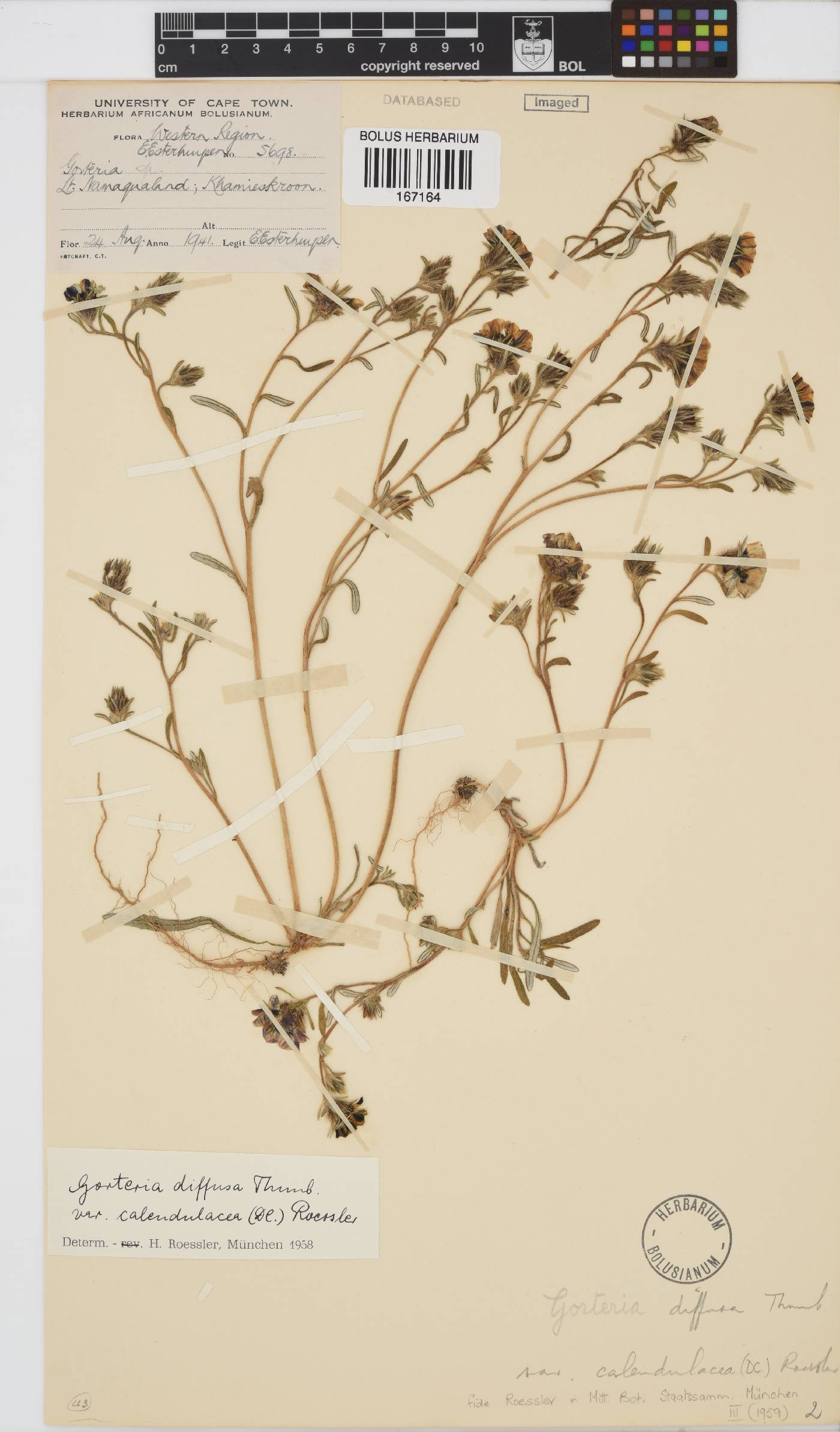 Gorteria diffusa image