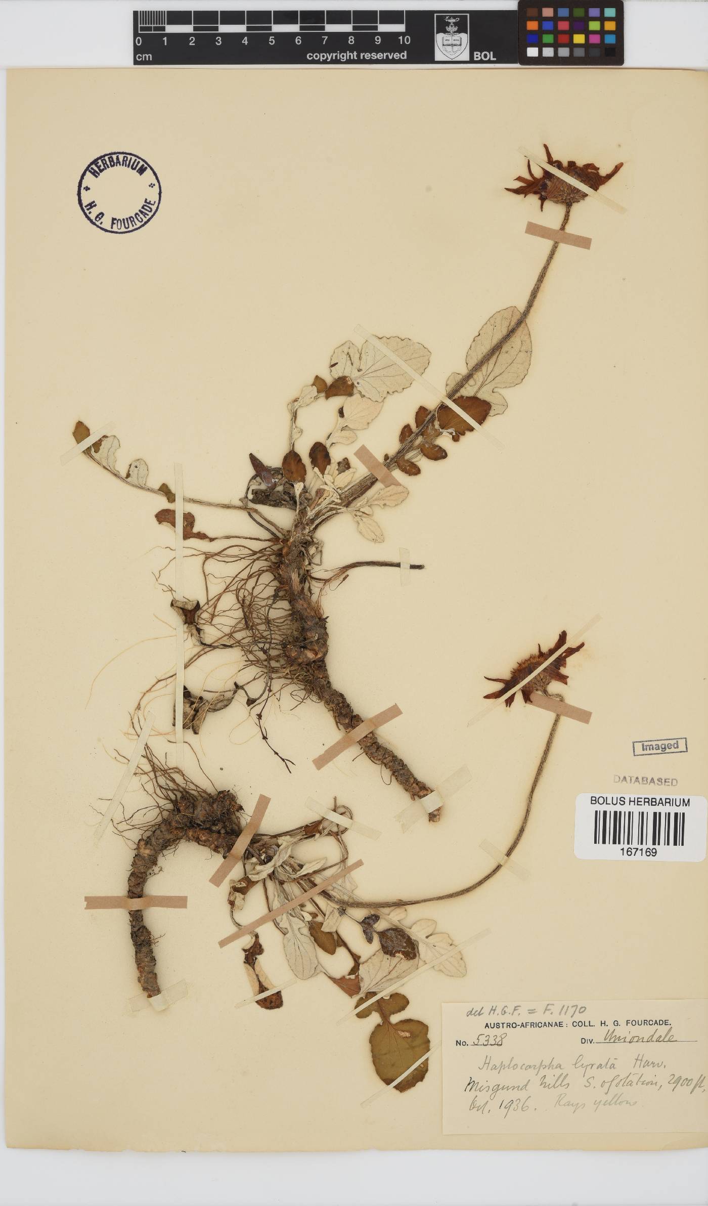 Haplocarpha lyrata image