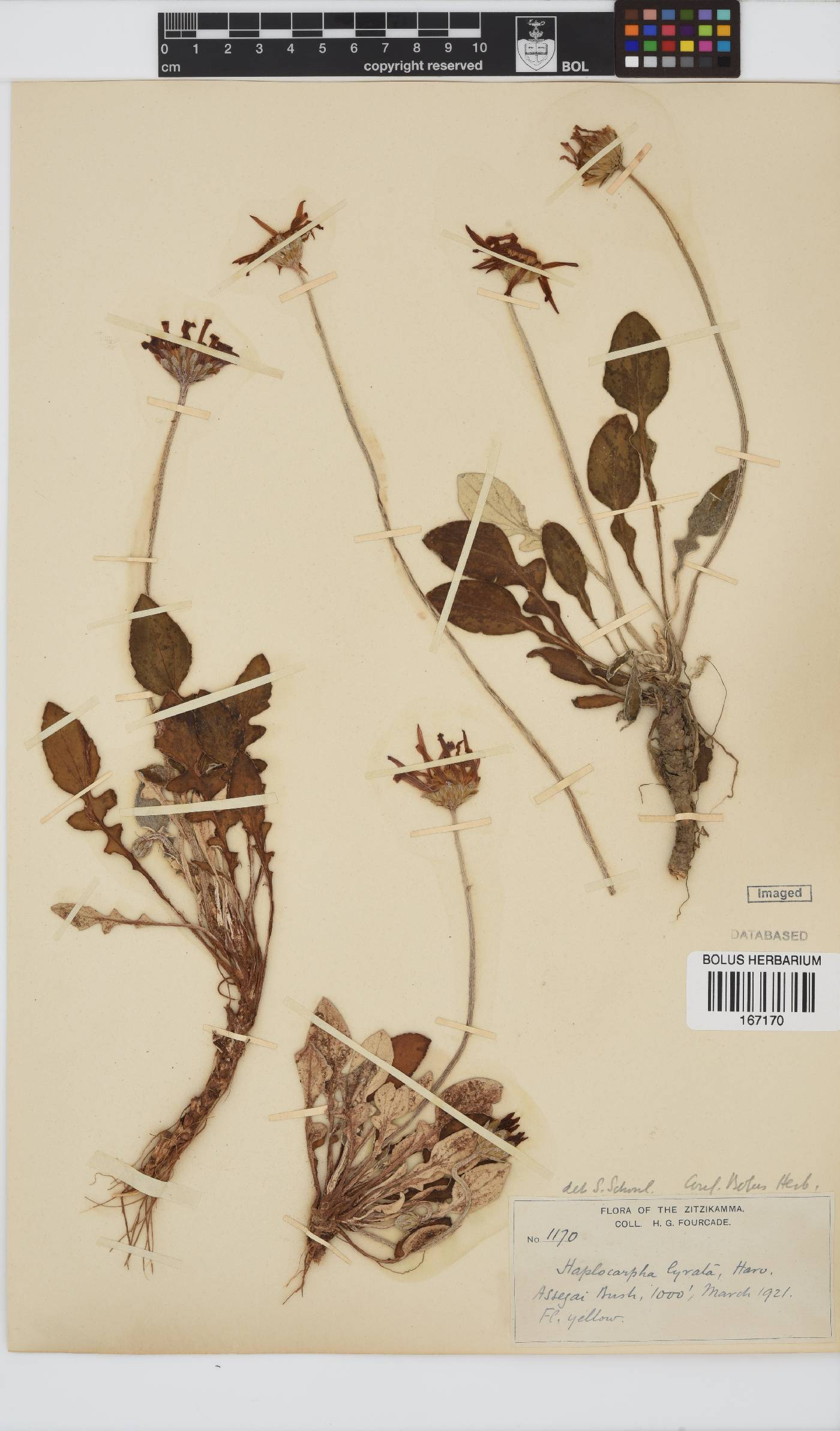 Haplocarpha lyrata image