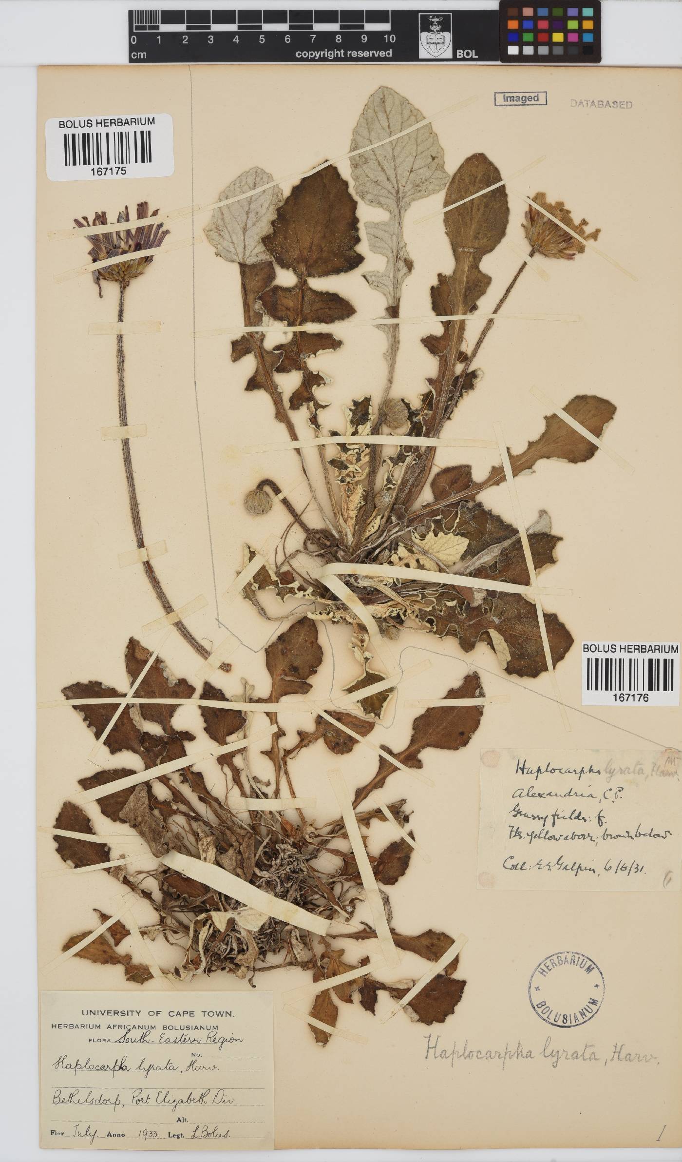 Haplocarpha lyrata image