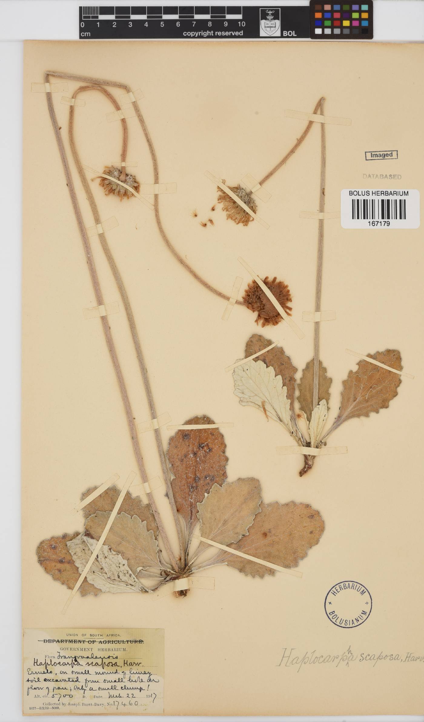 Haplocarpha image