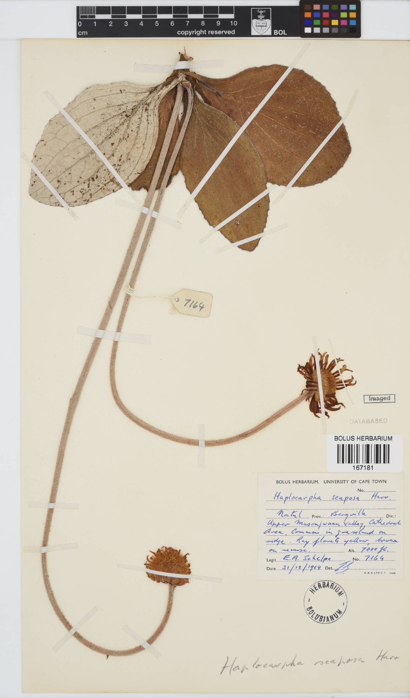 Haplocarpha scaposa image