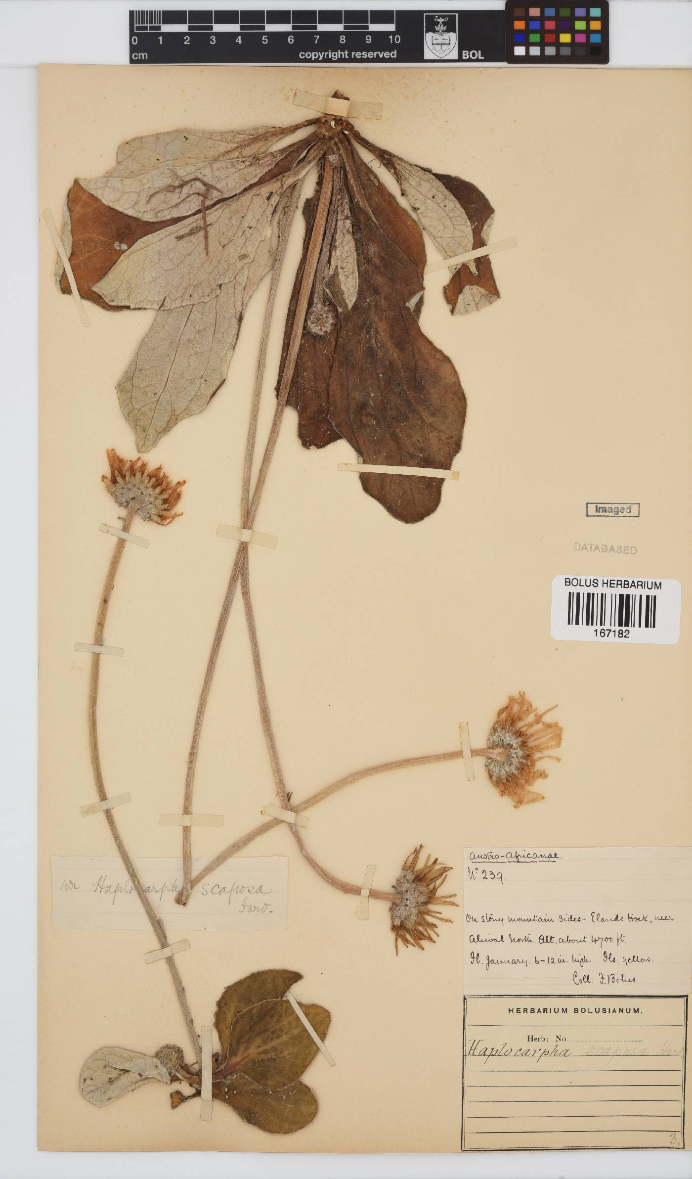 Haplocarpha scaposa image
