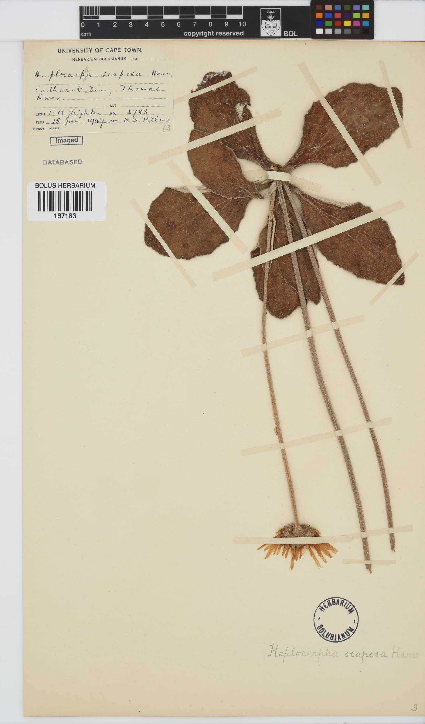 Haplocarpha image