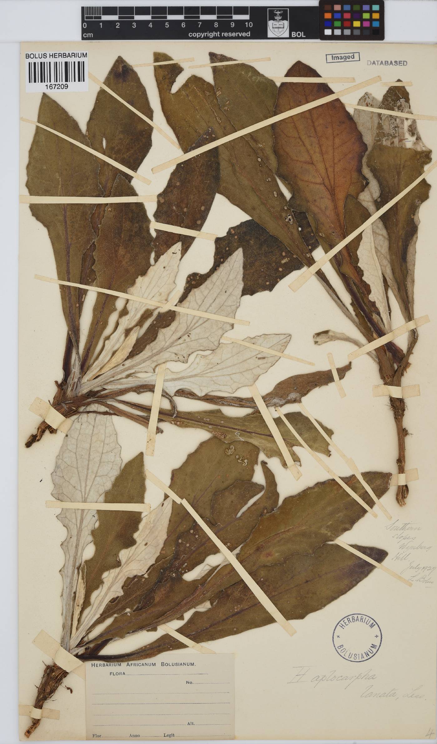 Haplocarpha lanata image