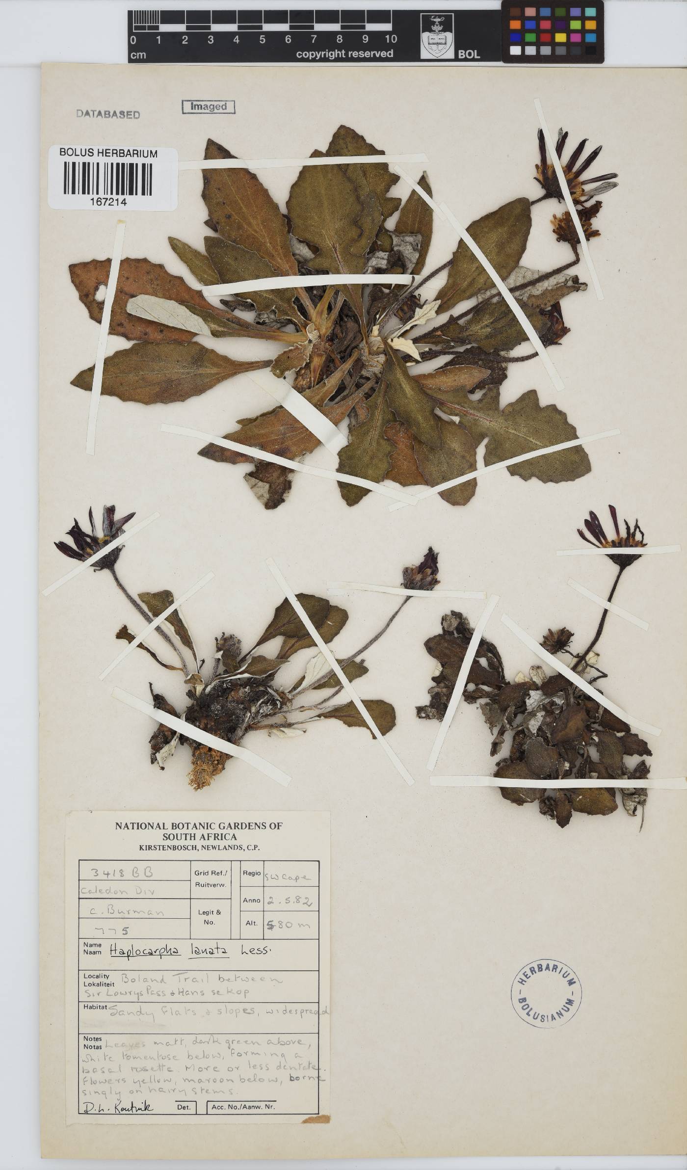 Haplocarpha lanata image