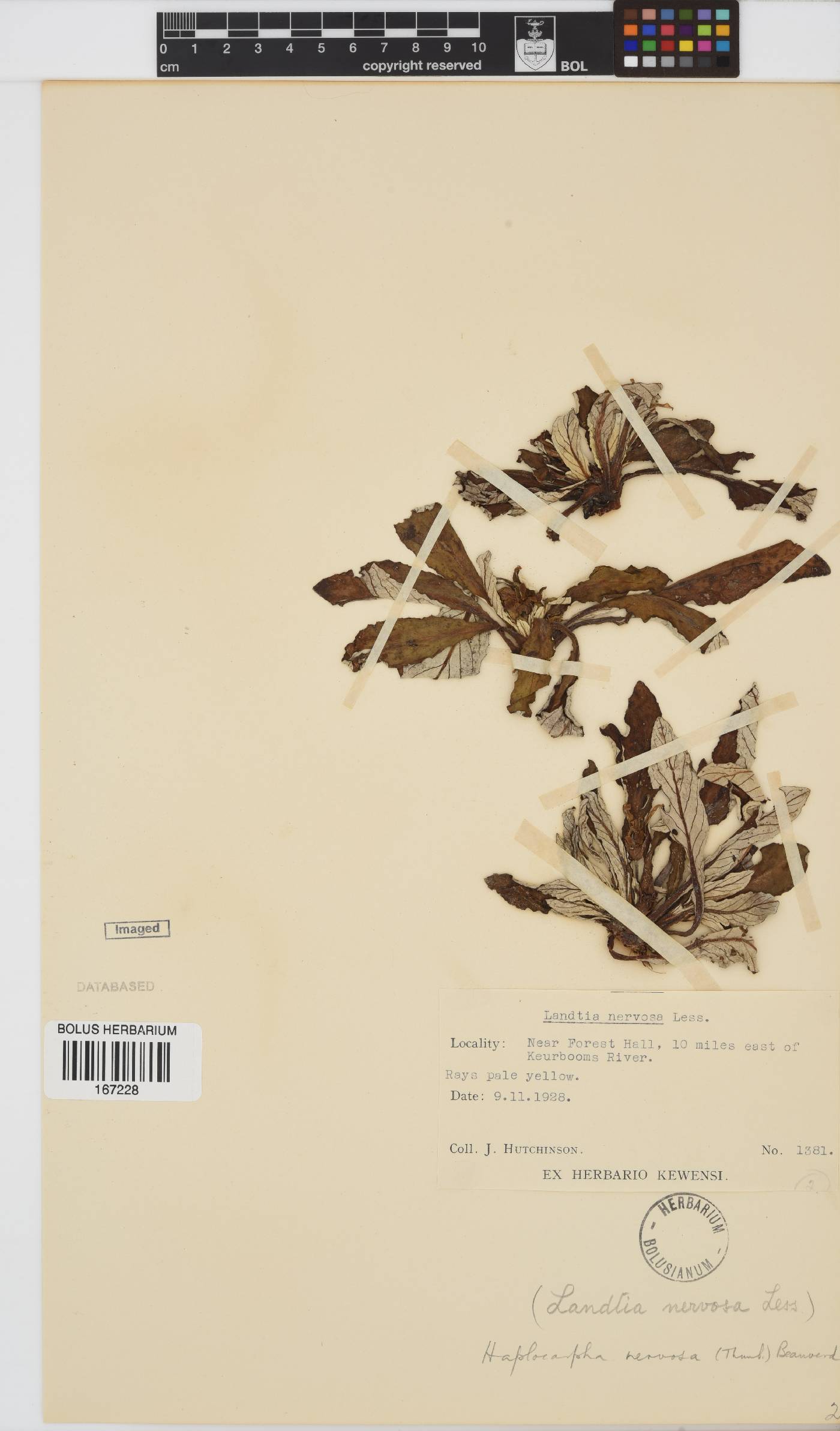 Haplocarpha nervosa image