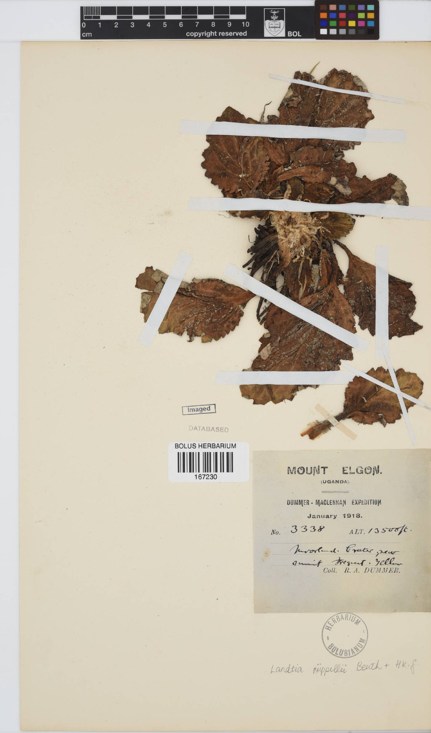 Haplocarpha rueppellii image
