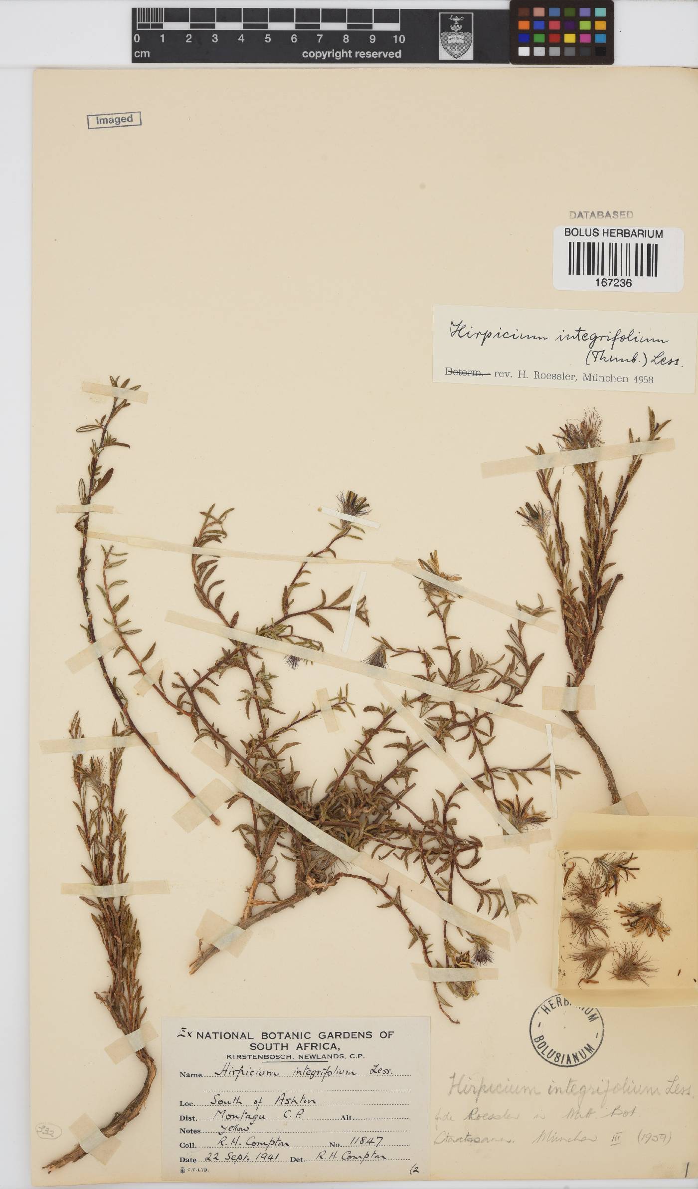 Gorteria integrifolia image