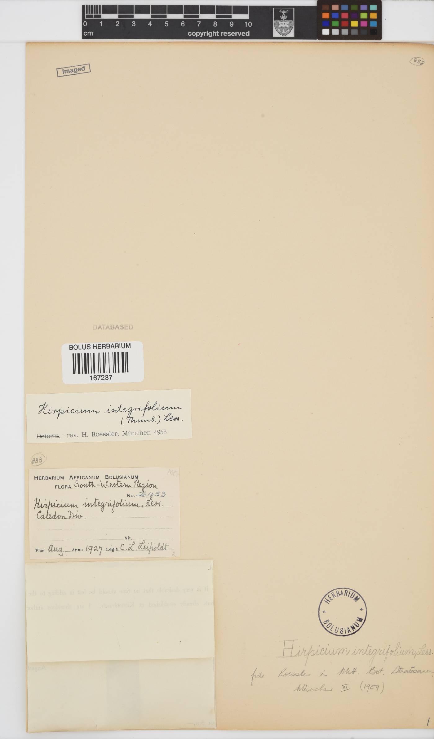 Gorteria integrifolia image