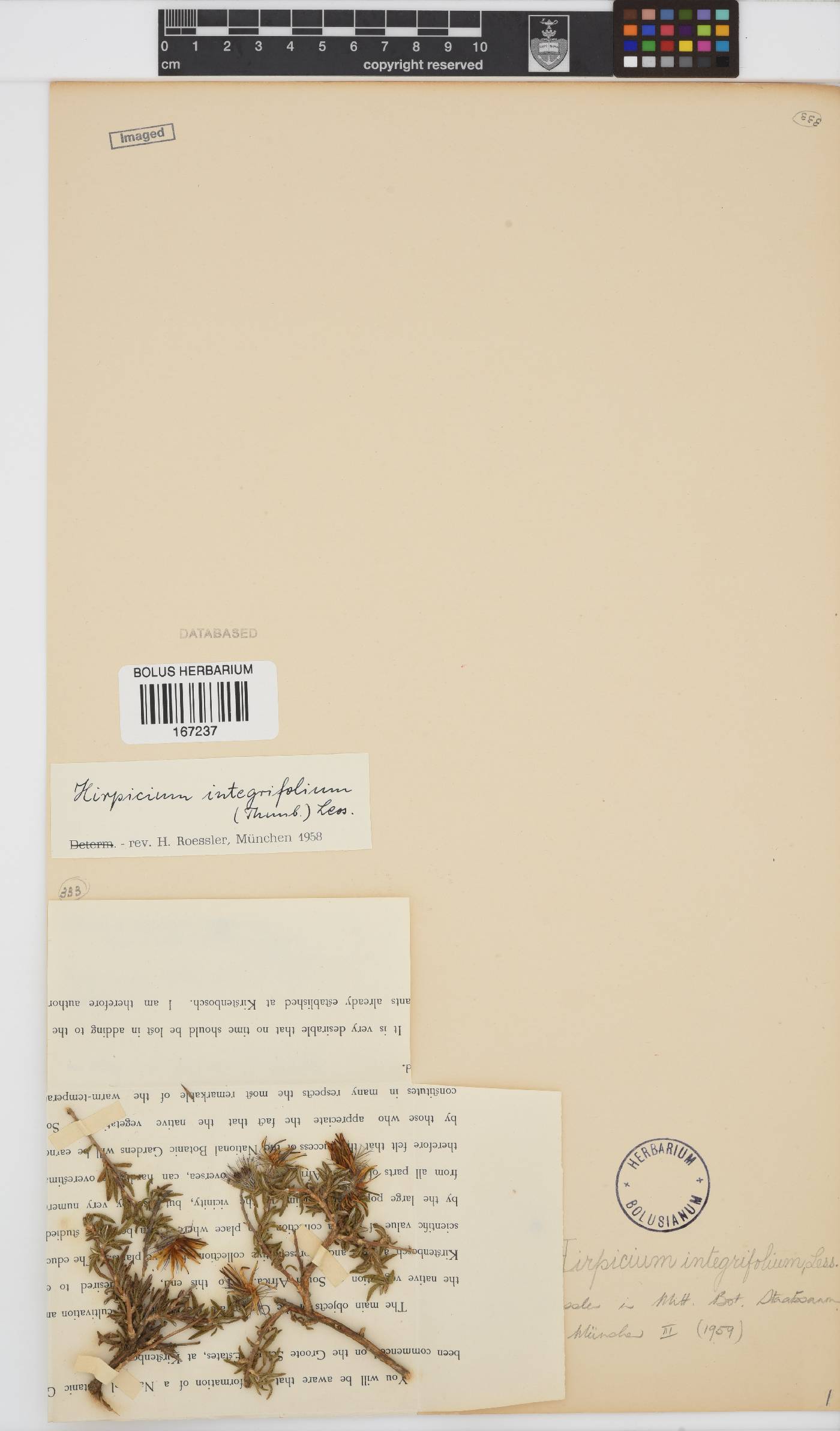 Gorteria integrifolia image