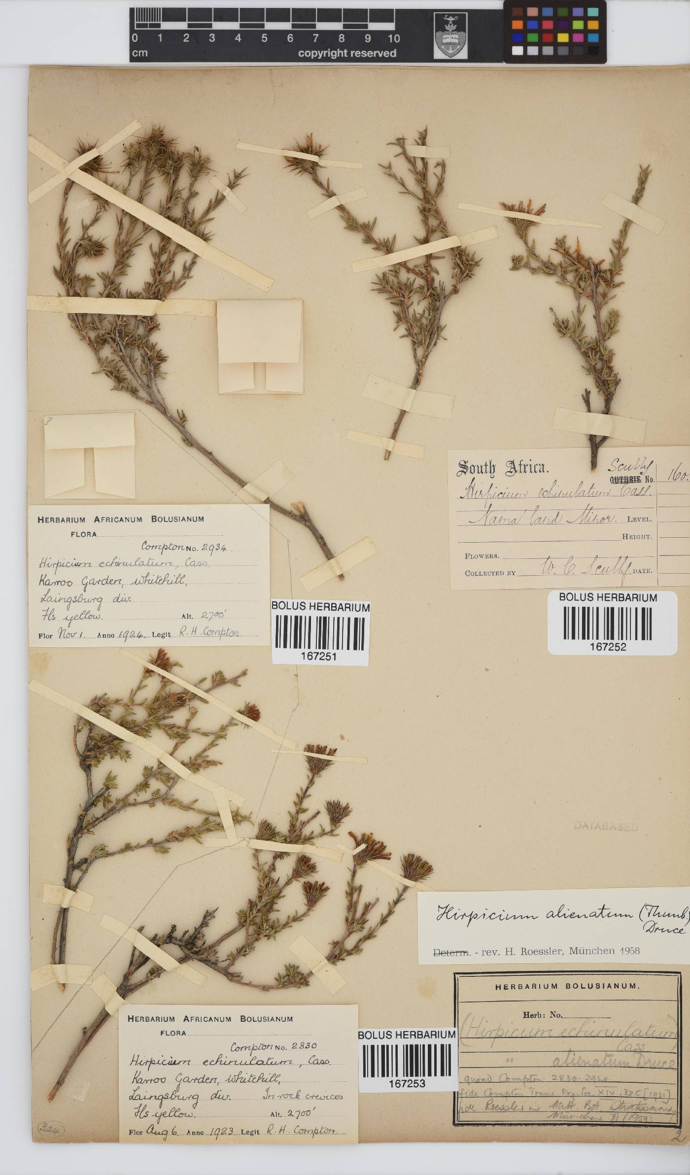 Gorteria alienata image
