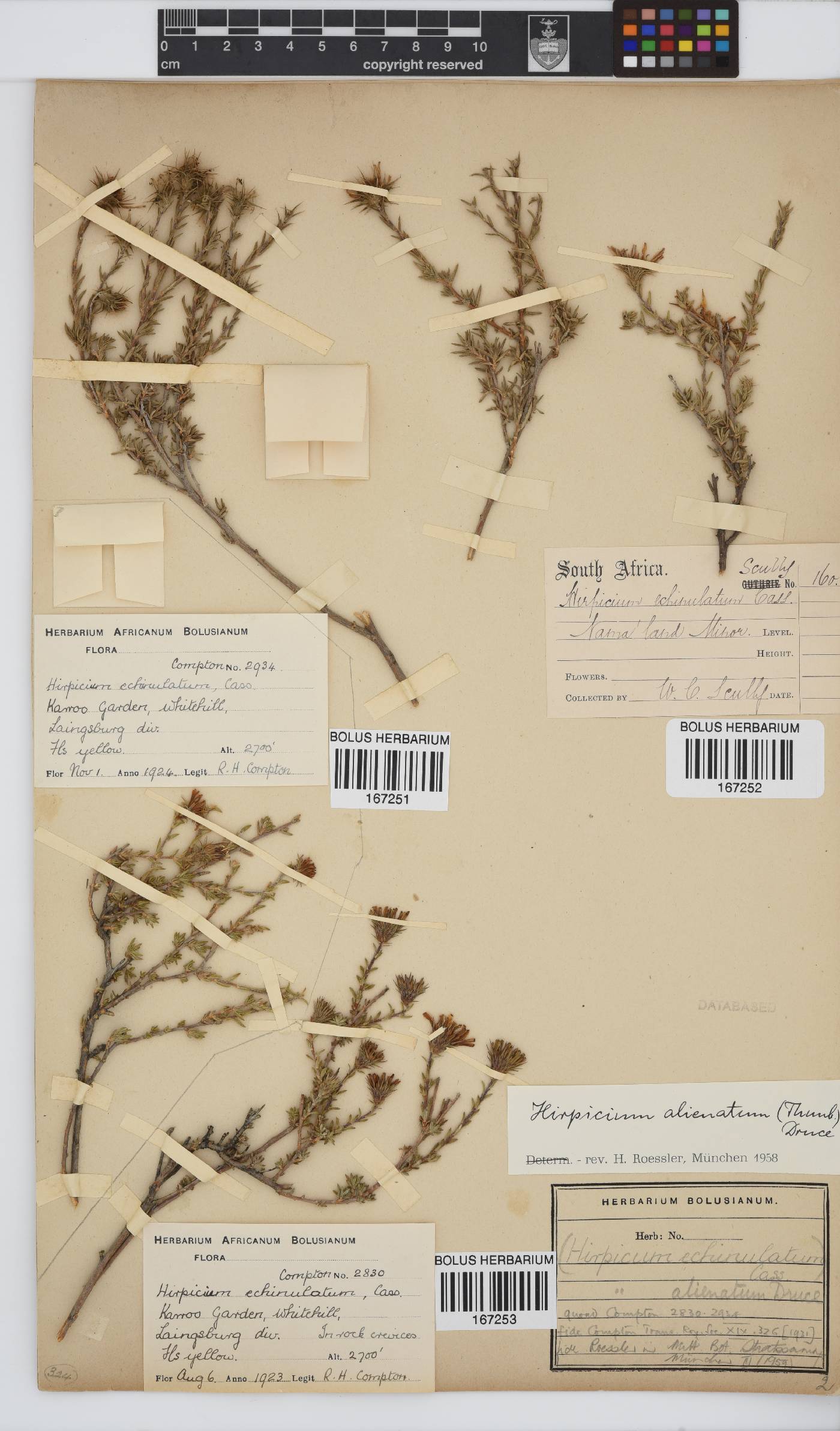 Gorteria alienata image