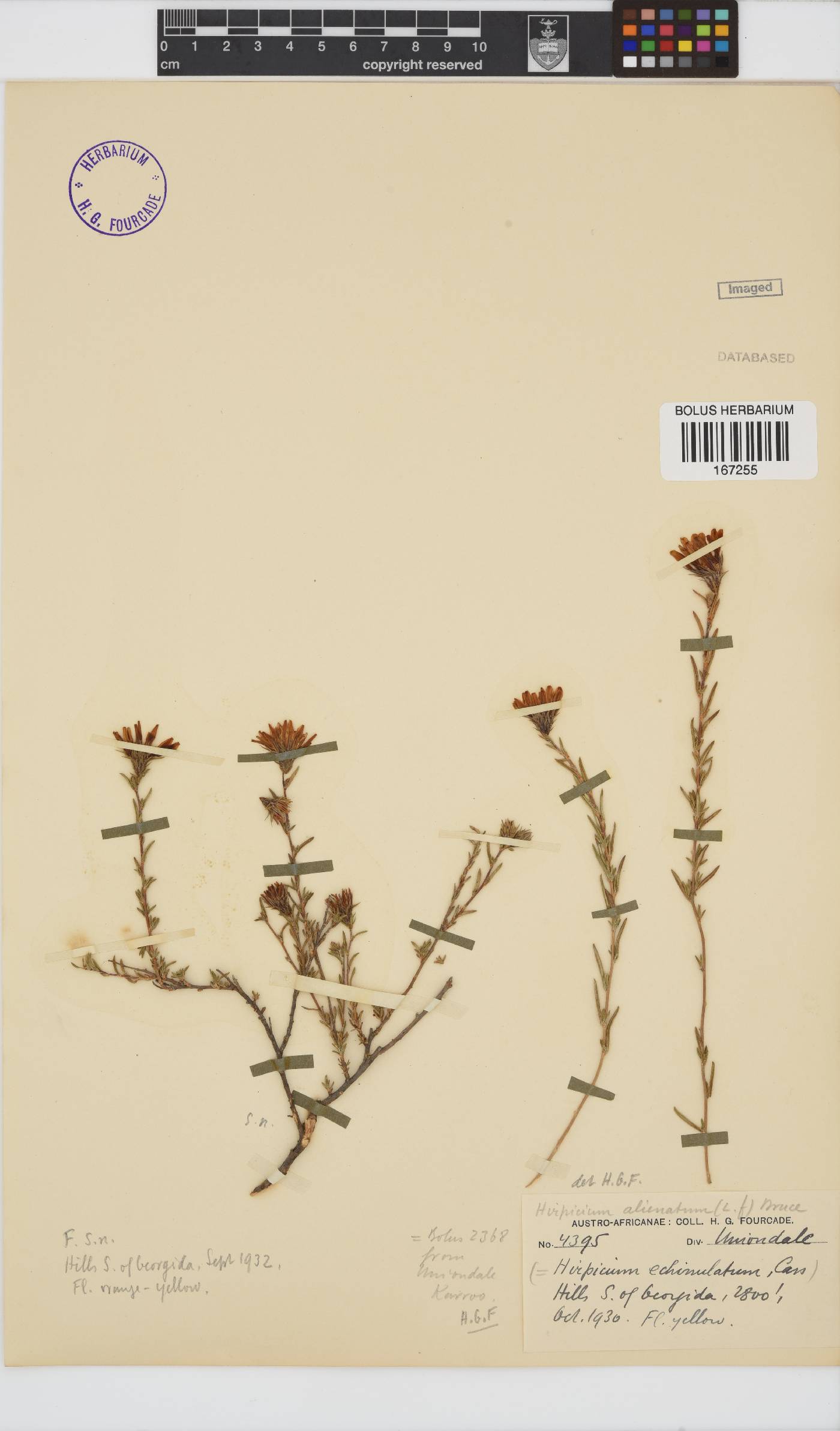 Gorteria alienata image