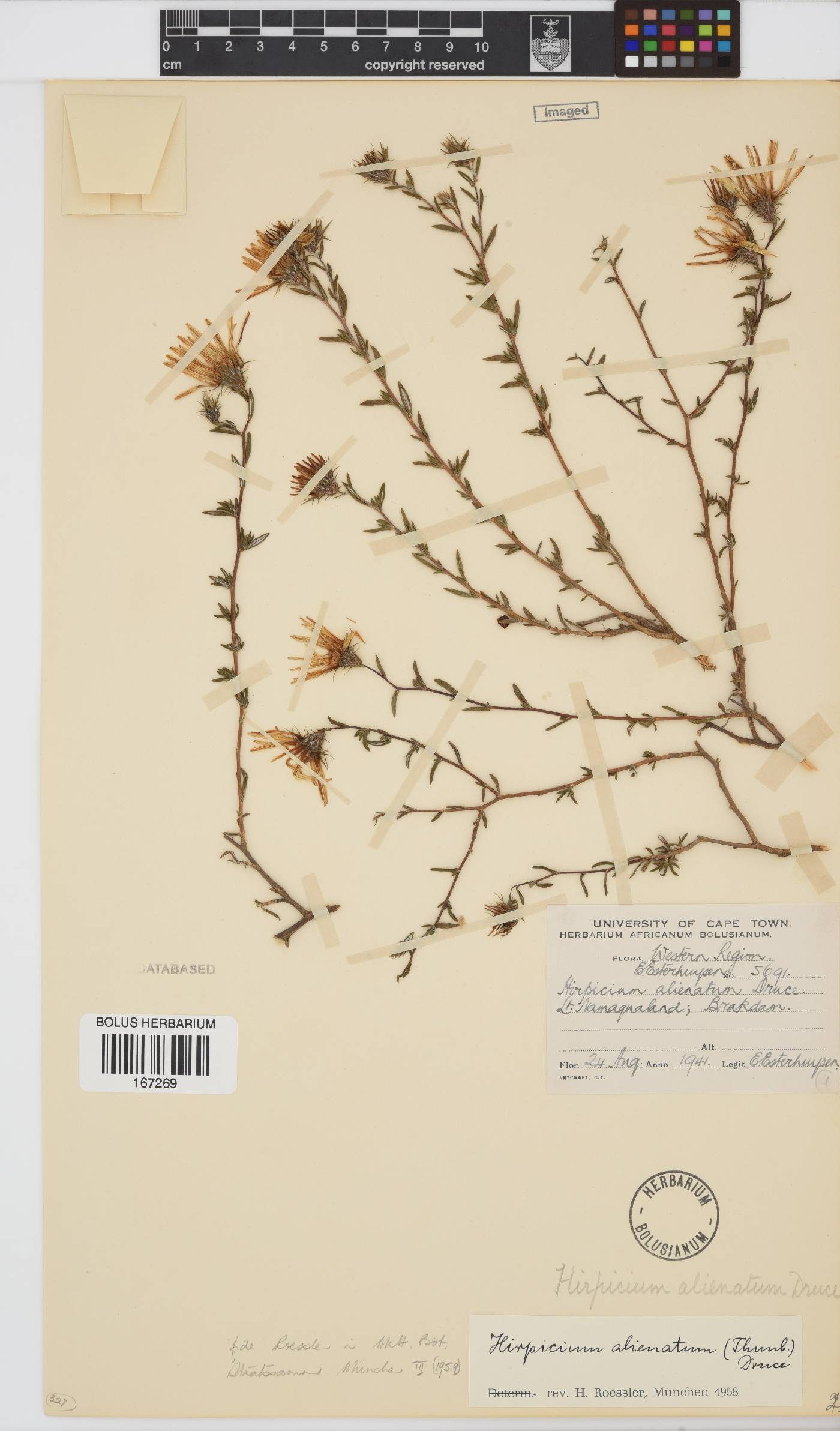 Gorteria alienata image