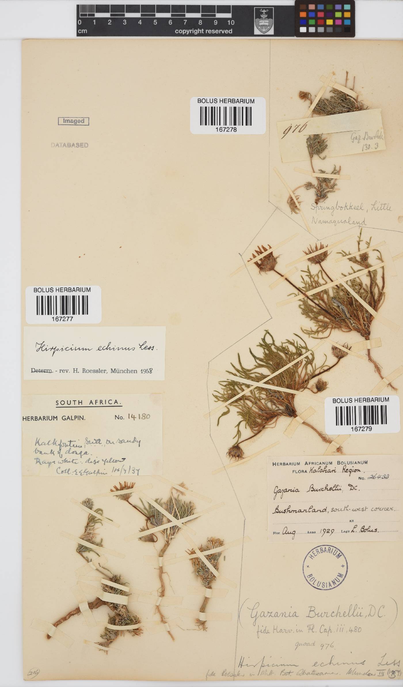 Hirpicium echinus image