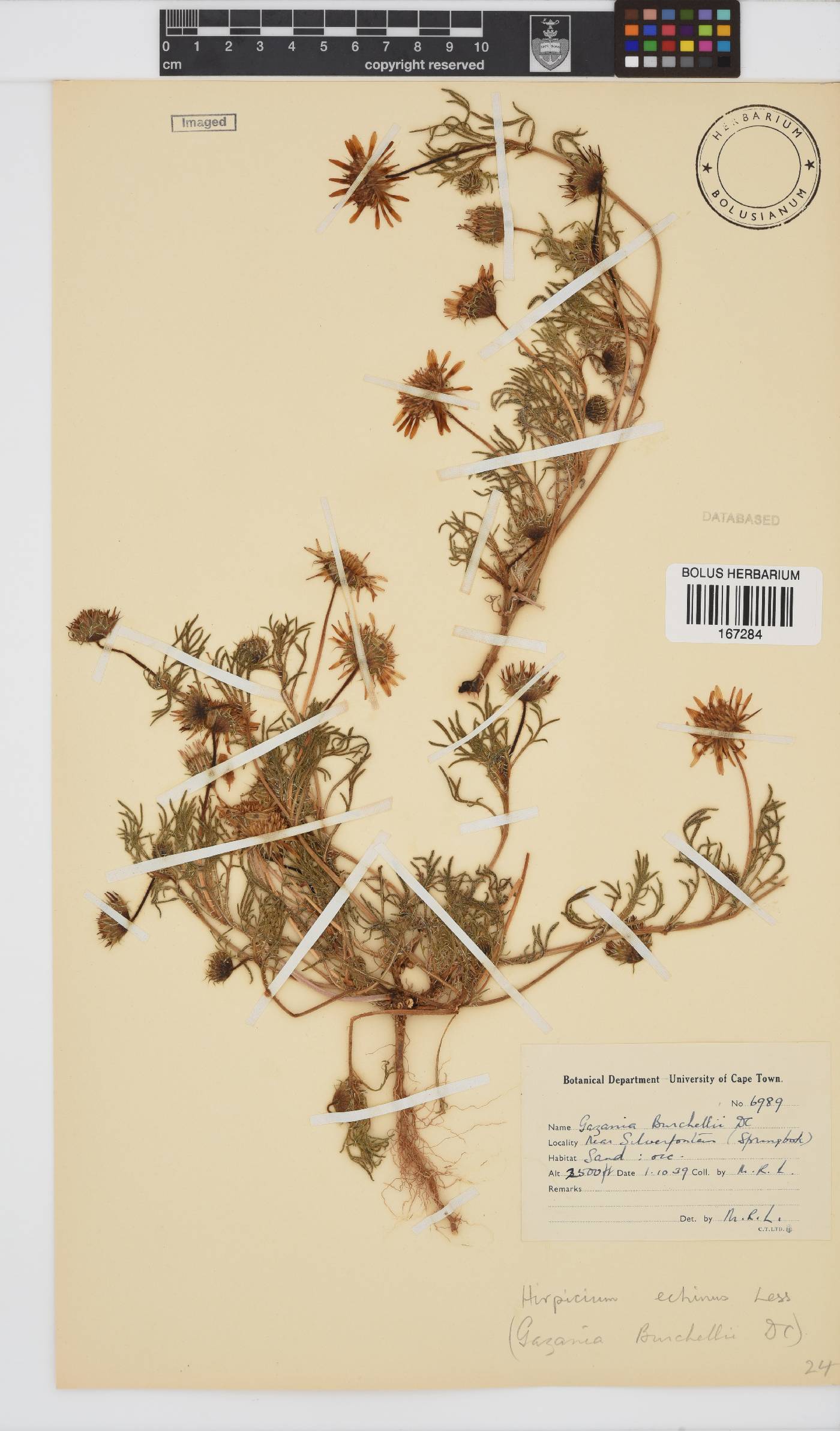 Hirpicium echinus image