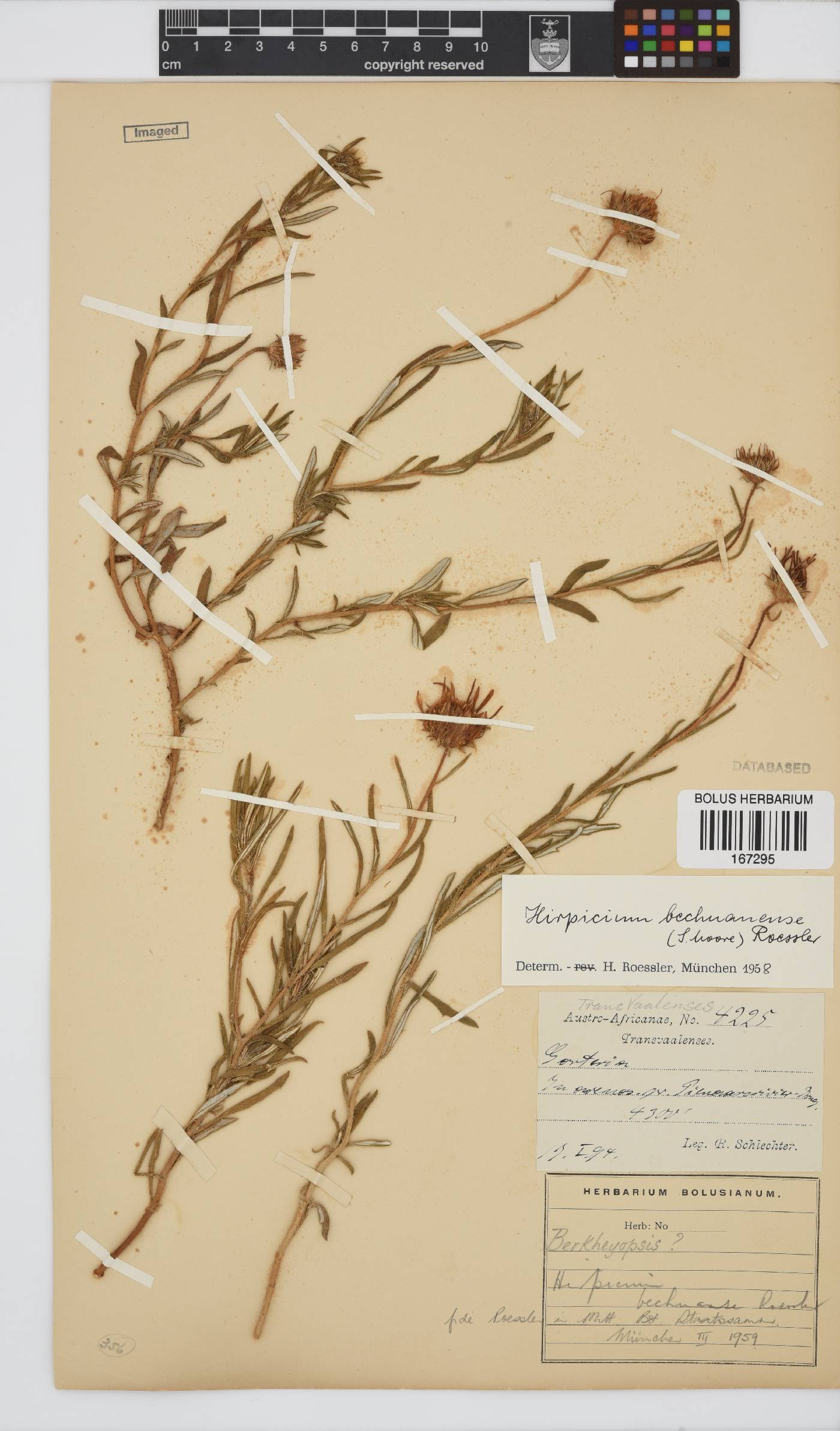 Hirpicium bechuanense image