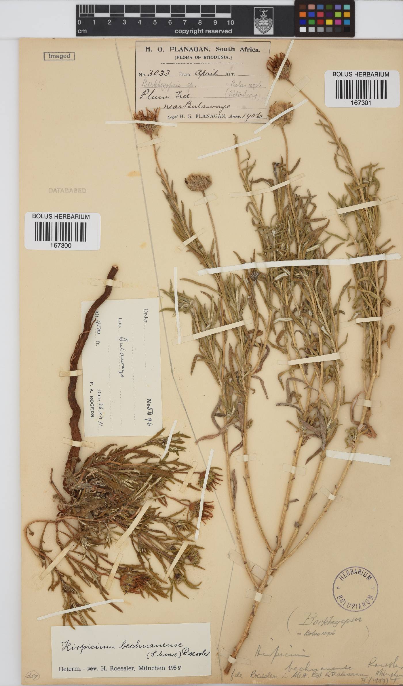 Hirpicium bechuanense image