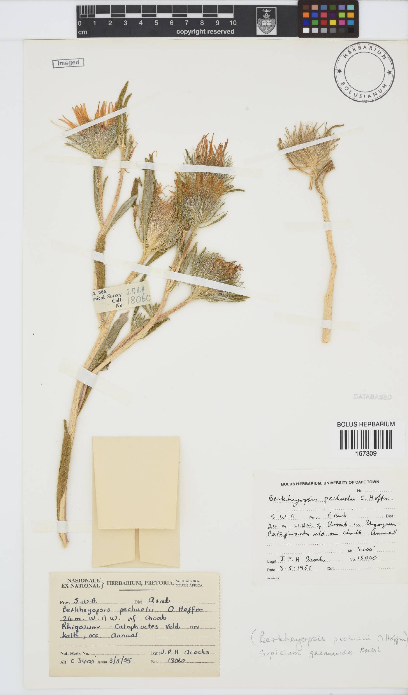 Hirpicium gazanioides image
