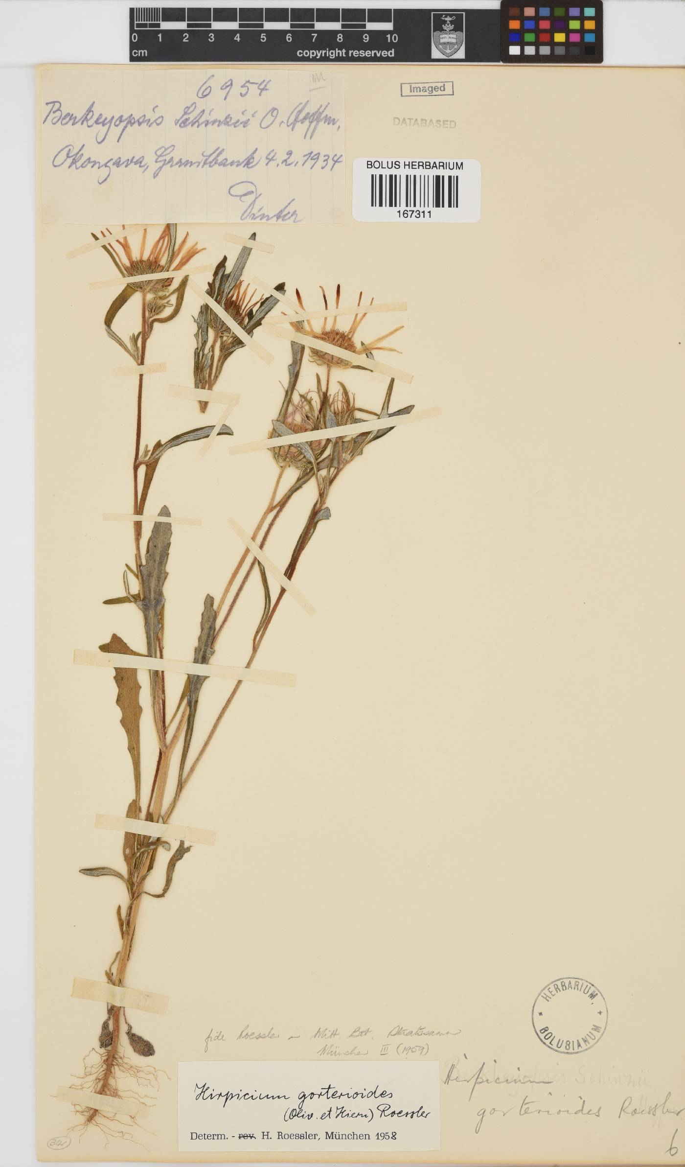 Hirpicium gorterioides image