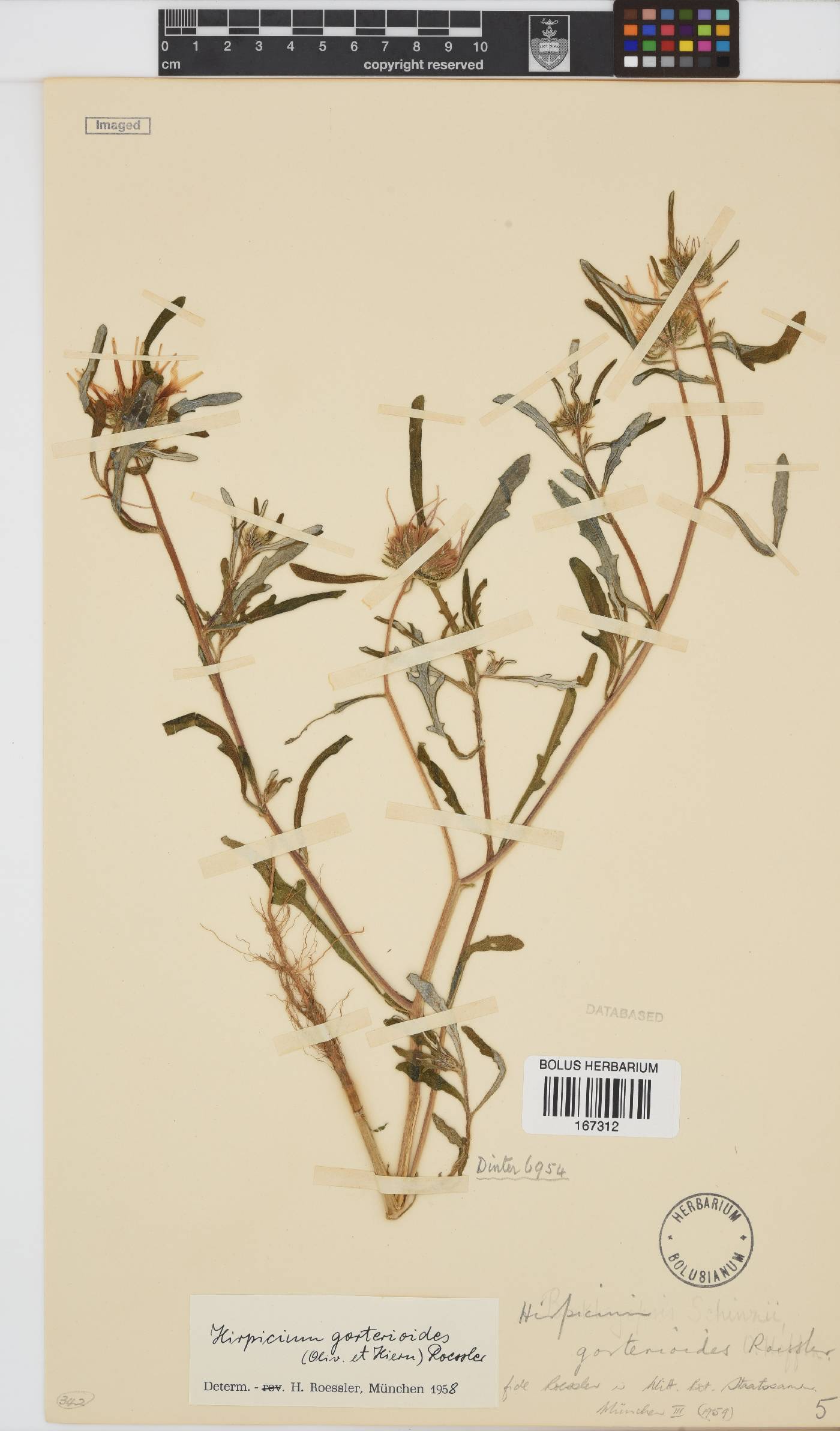 Hirpicium gorterioides image