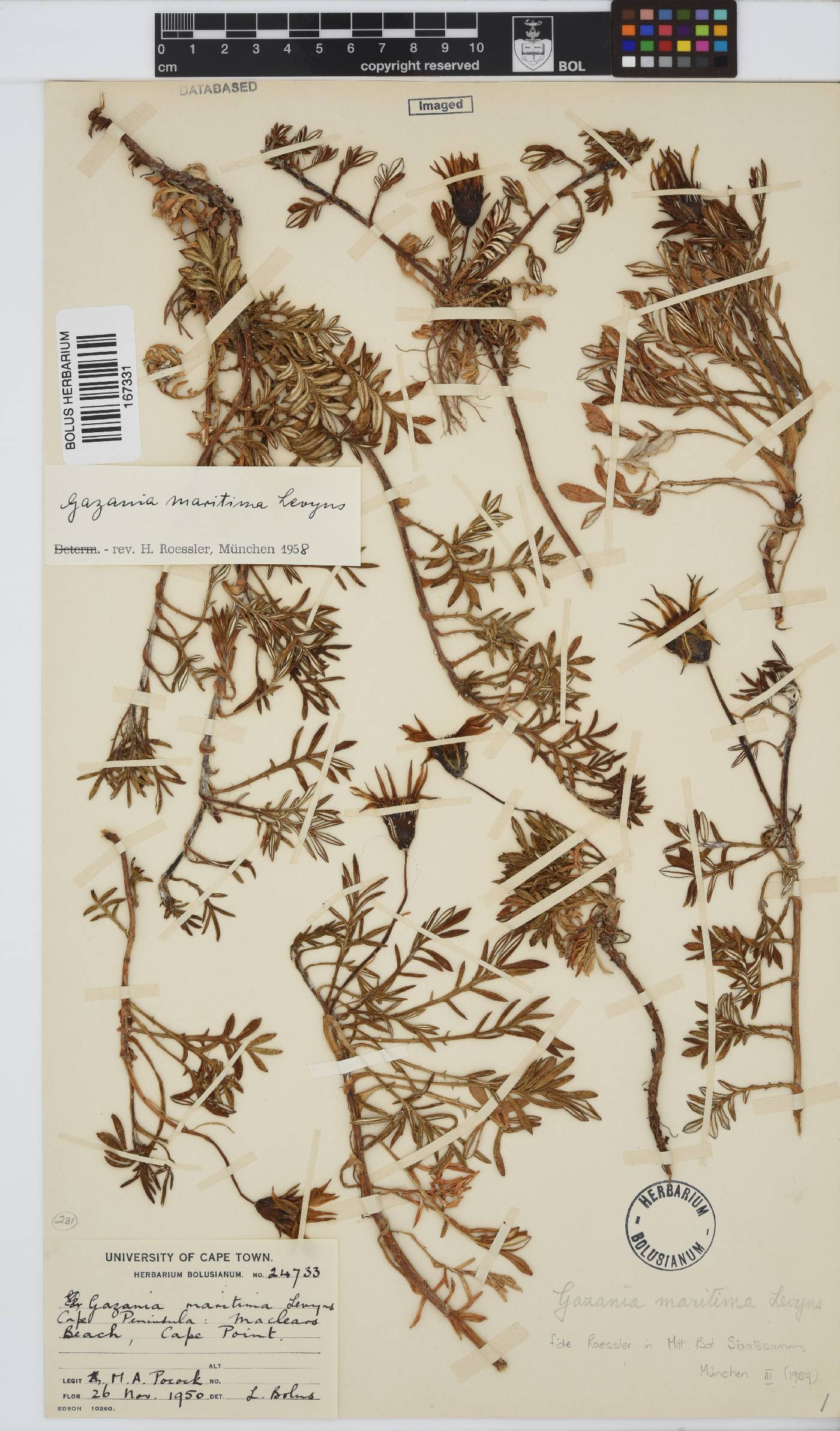 Gazania maritima image