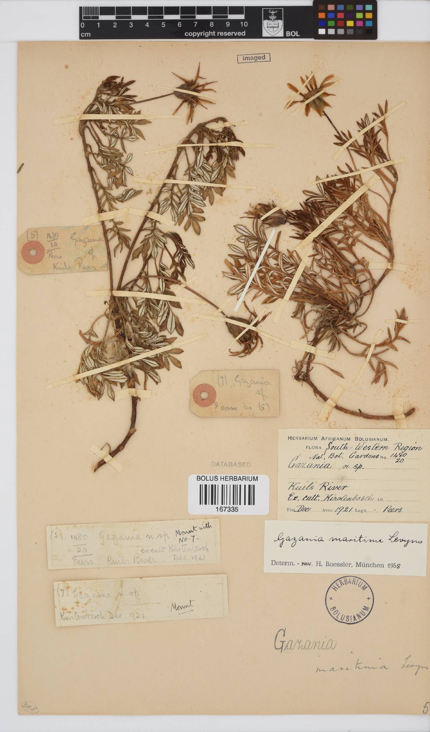 Gazania maritima image