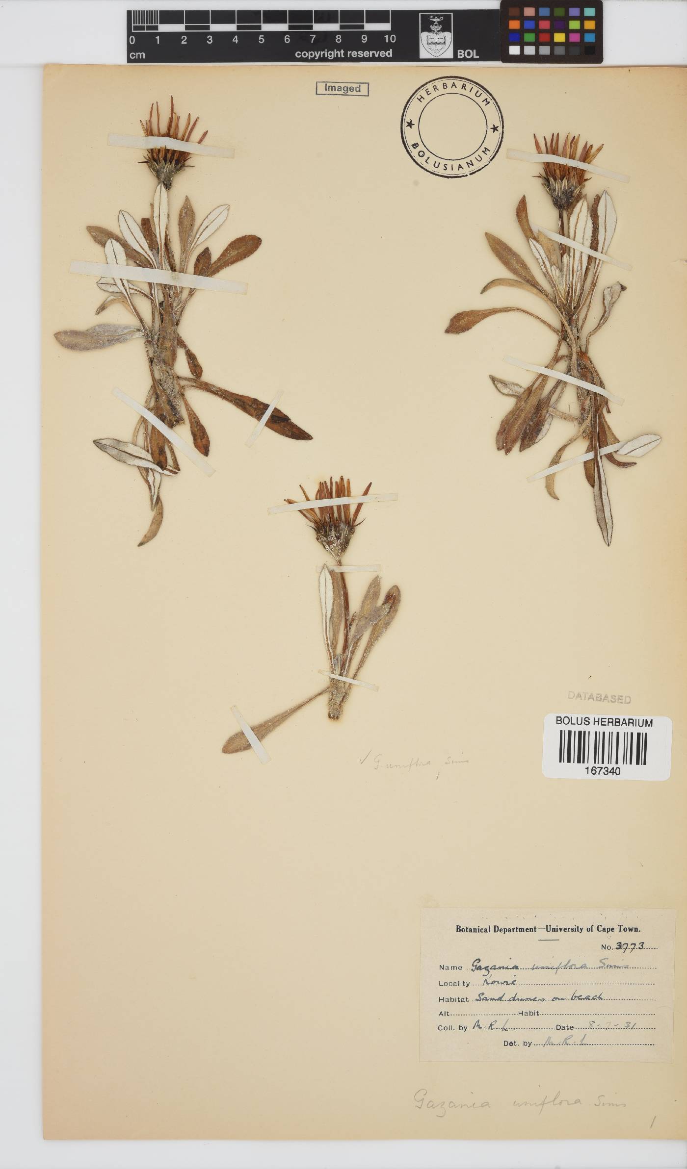 Gazania rigens var. uniflora image