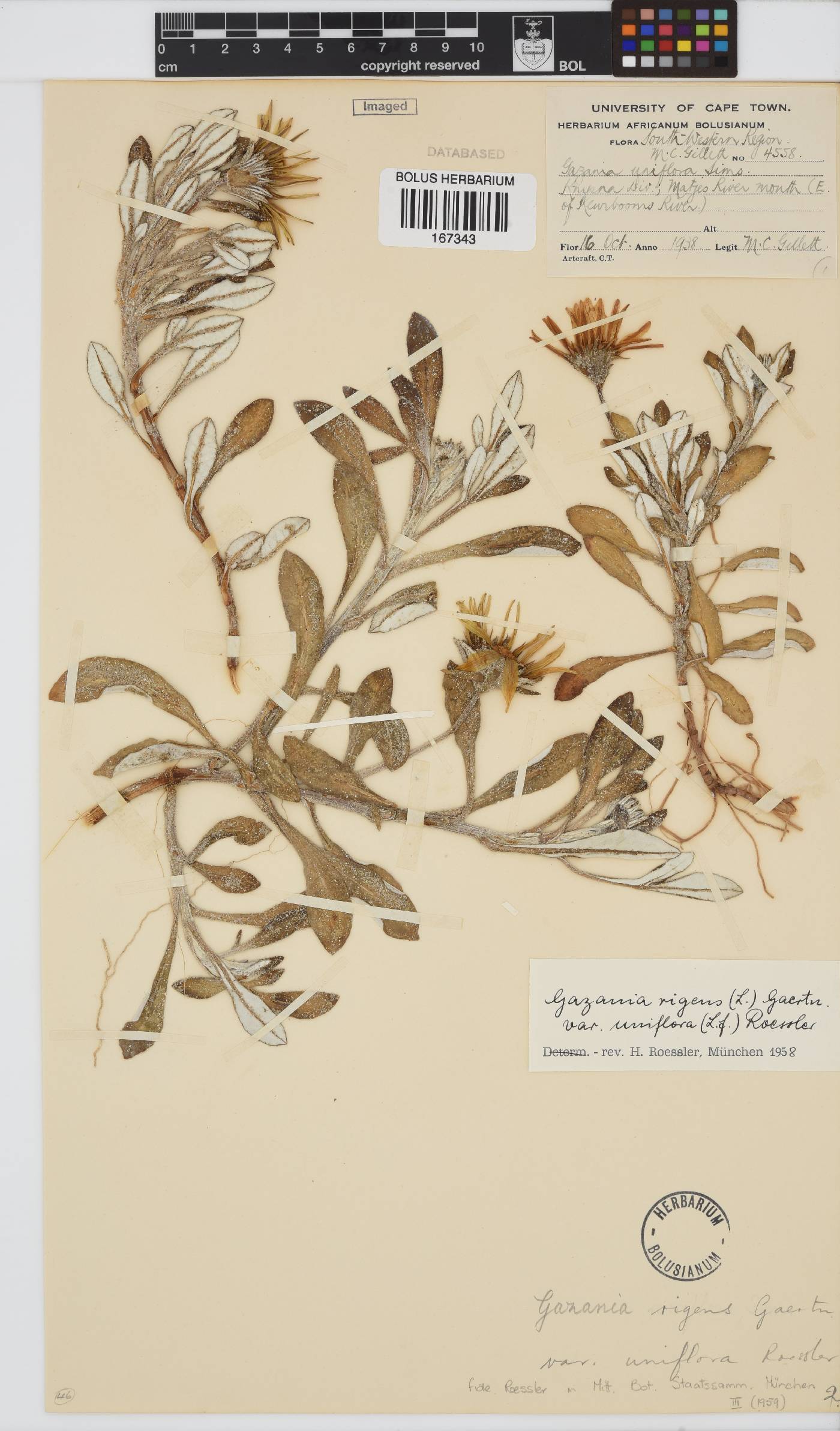 Gazania rigens var. uniflora image