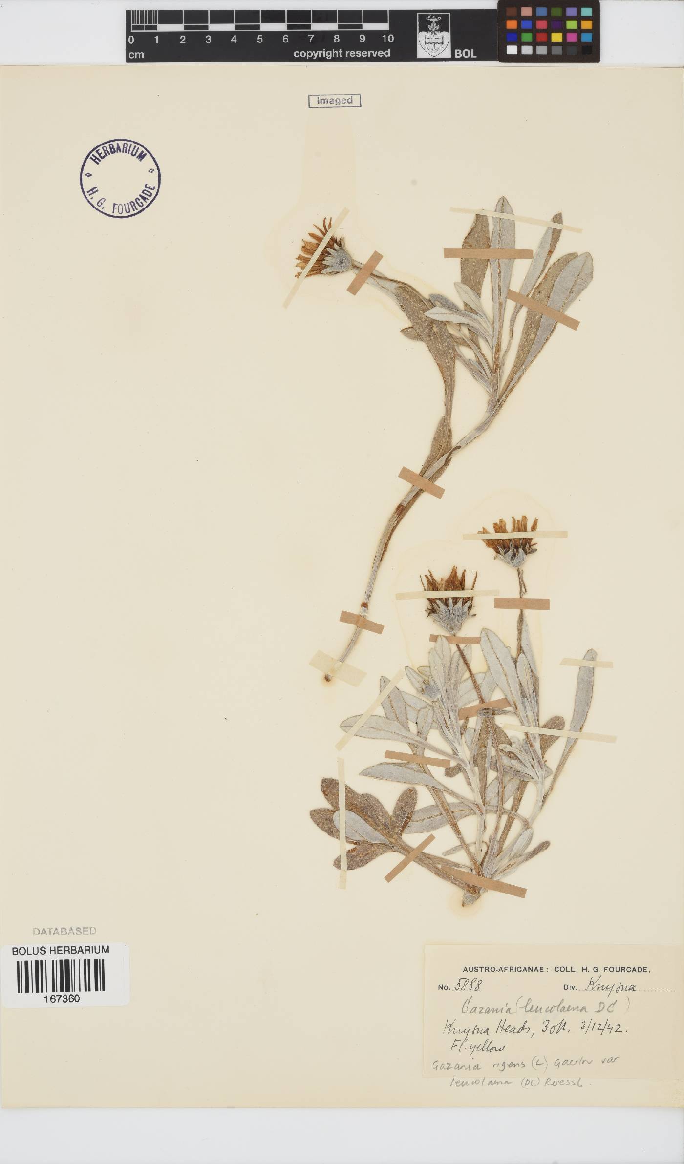 Gazania rigens var. leucolaena image