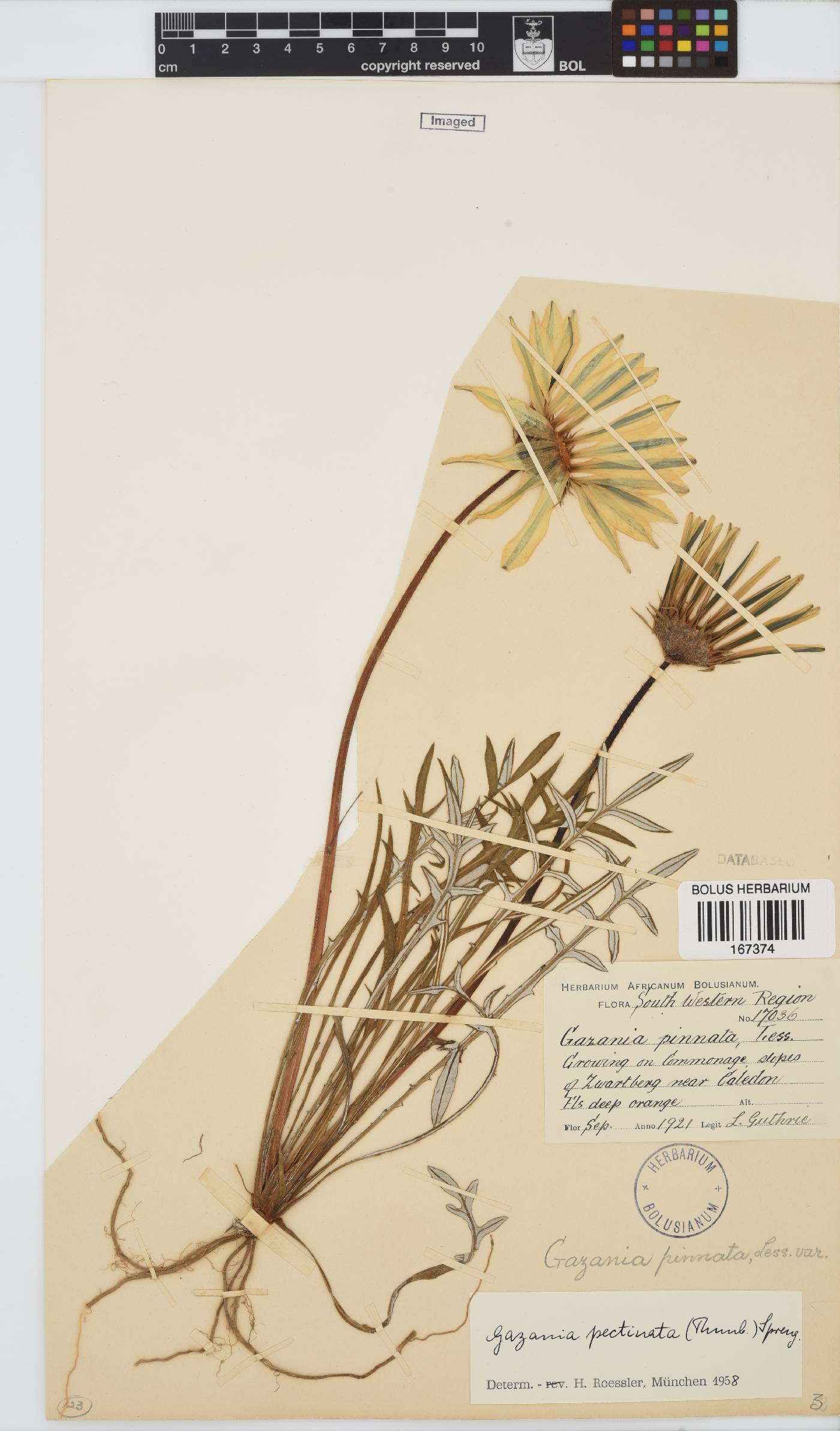 Gazania pectinata image