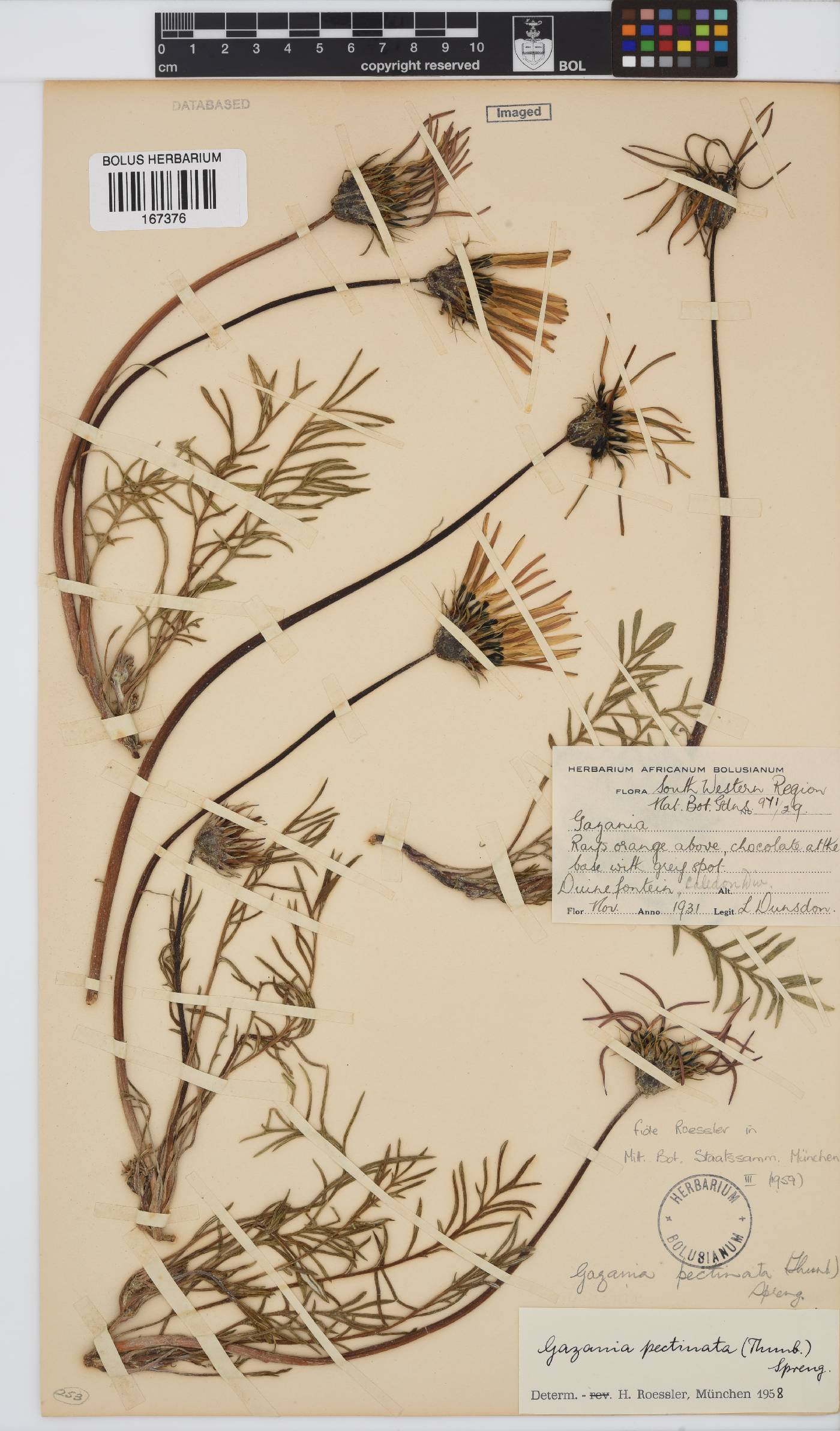 Gazania pectinata image