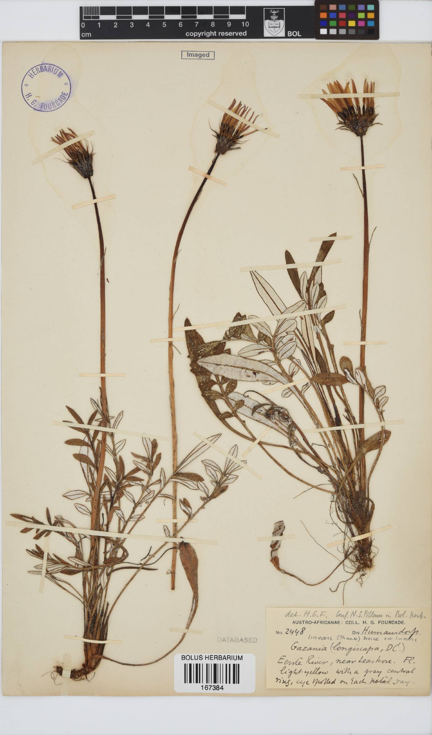 Gazania linearis var. linearis image