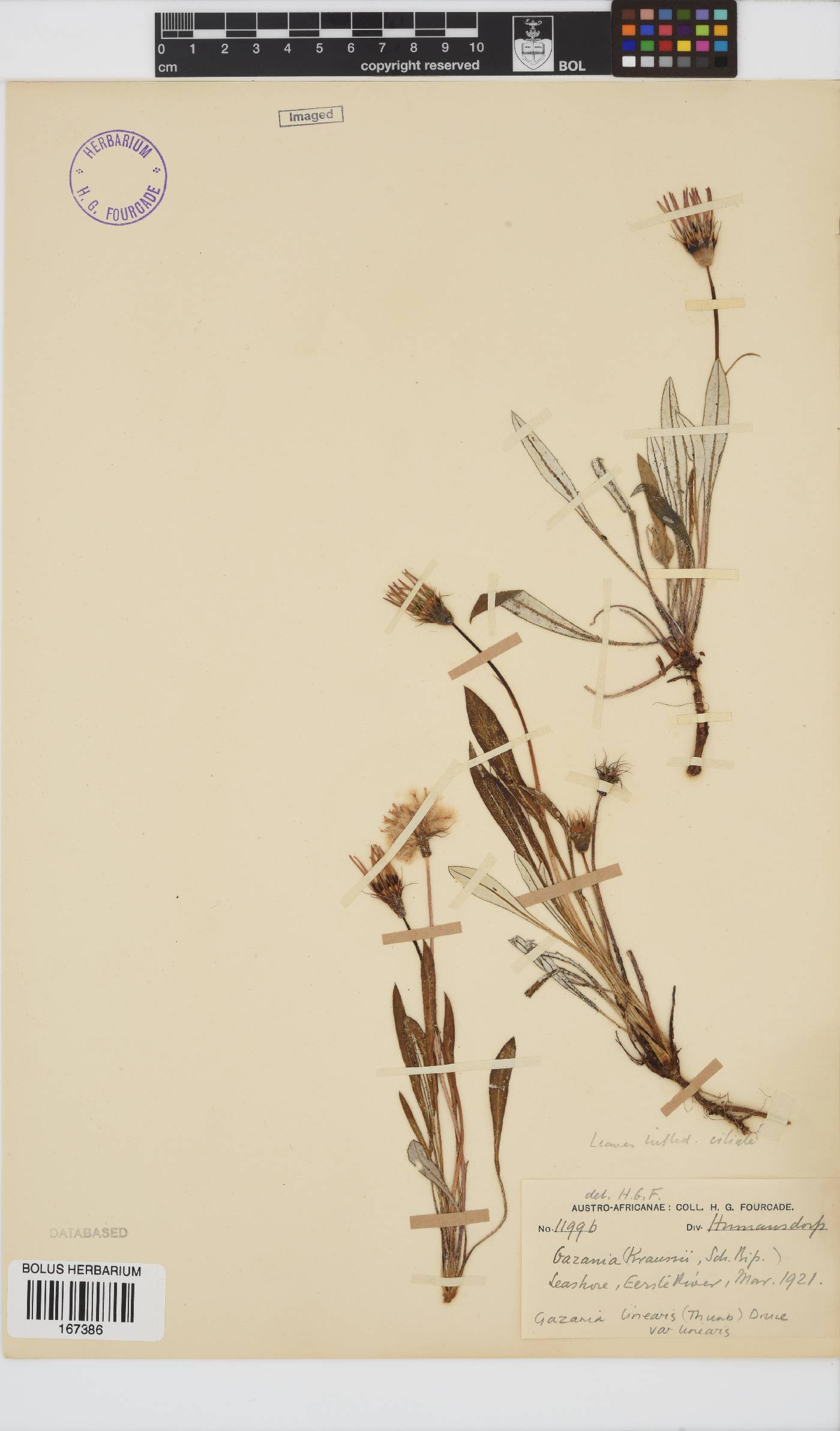 Gazania linearis var. linearis image