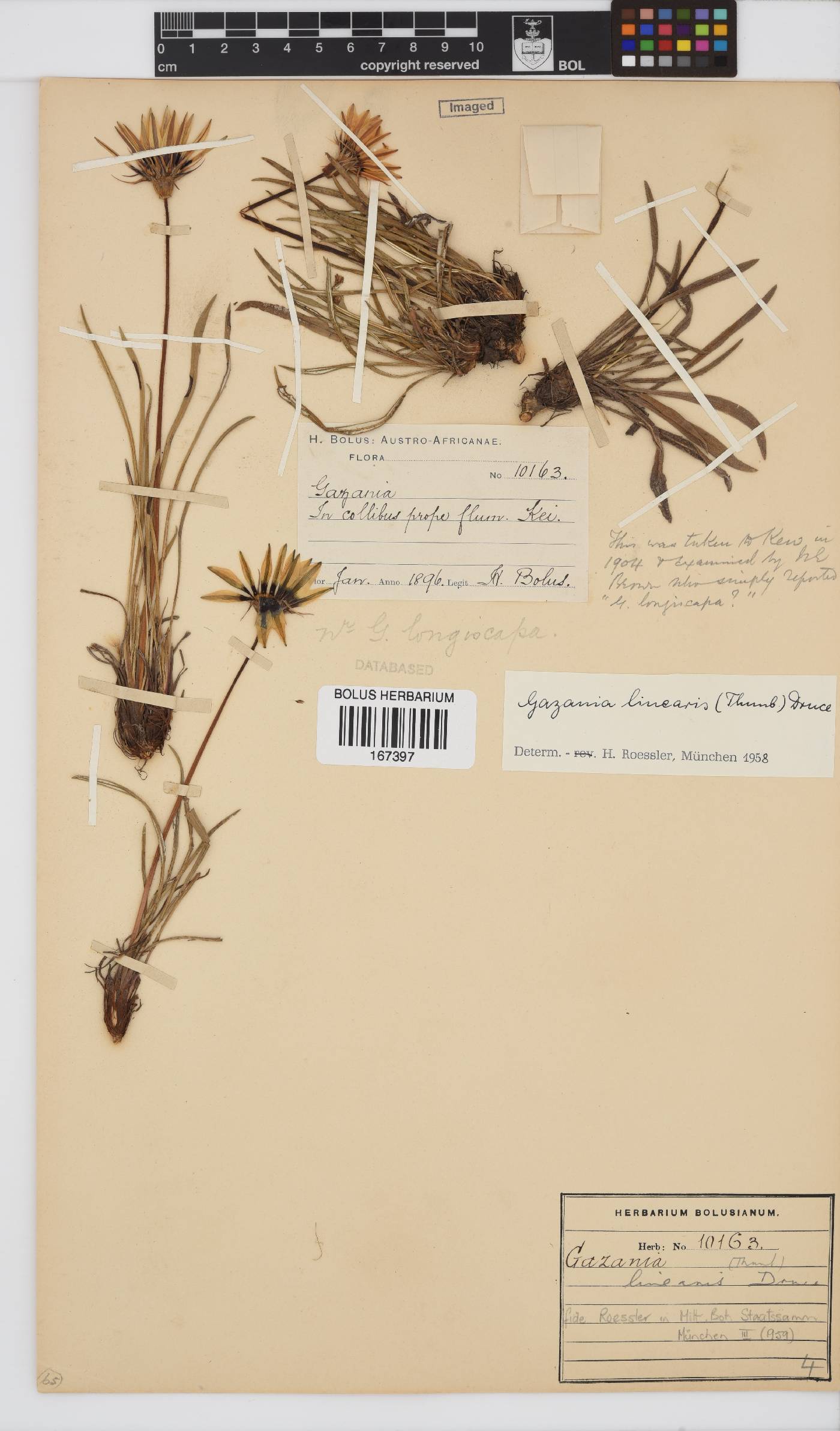 Gazania linearis var. linearis image