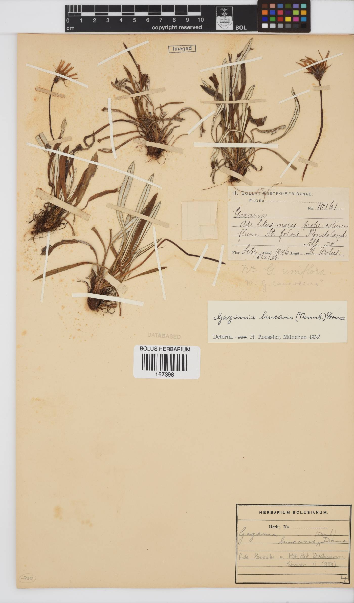 Gazania linearis var. linearis image