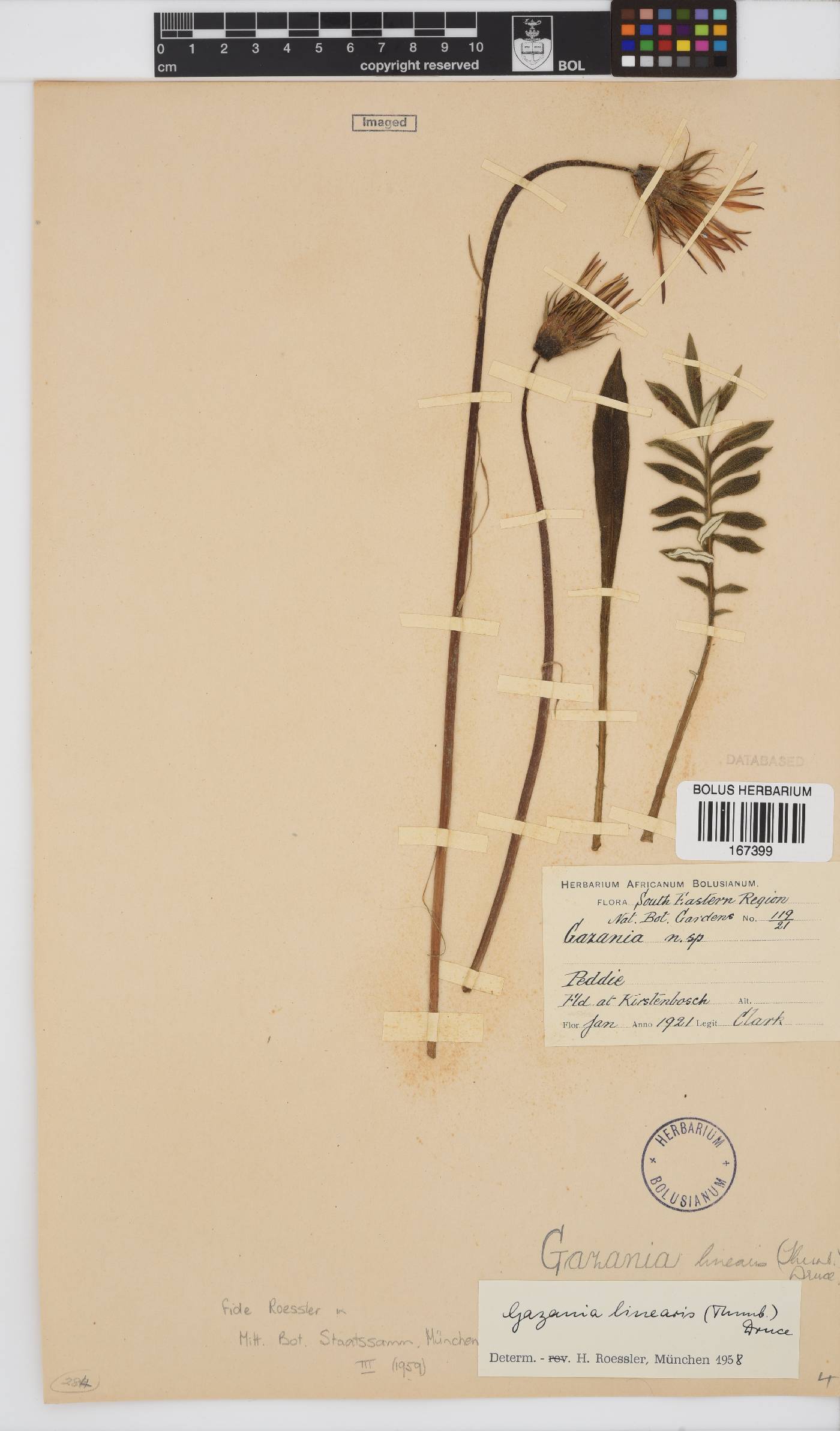 Gazania linearis var. linearis image