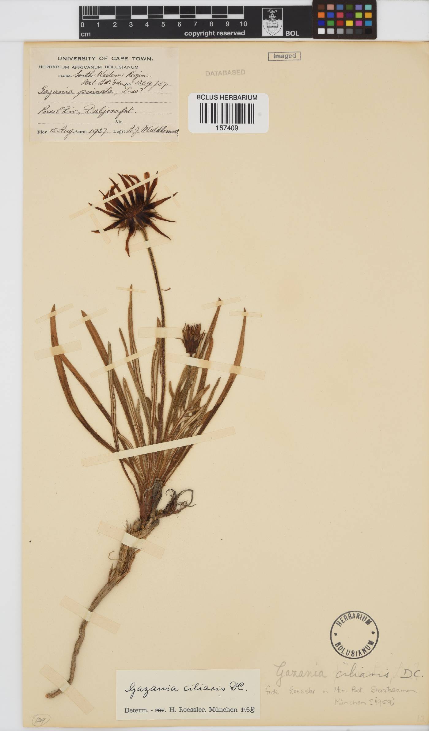 Gazania ciliaris image