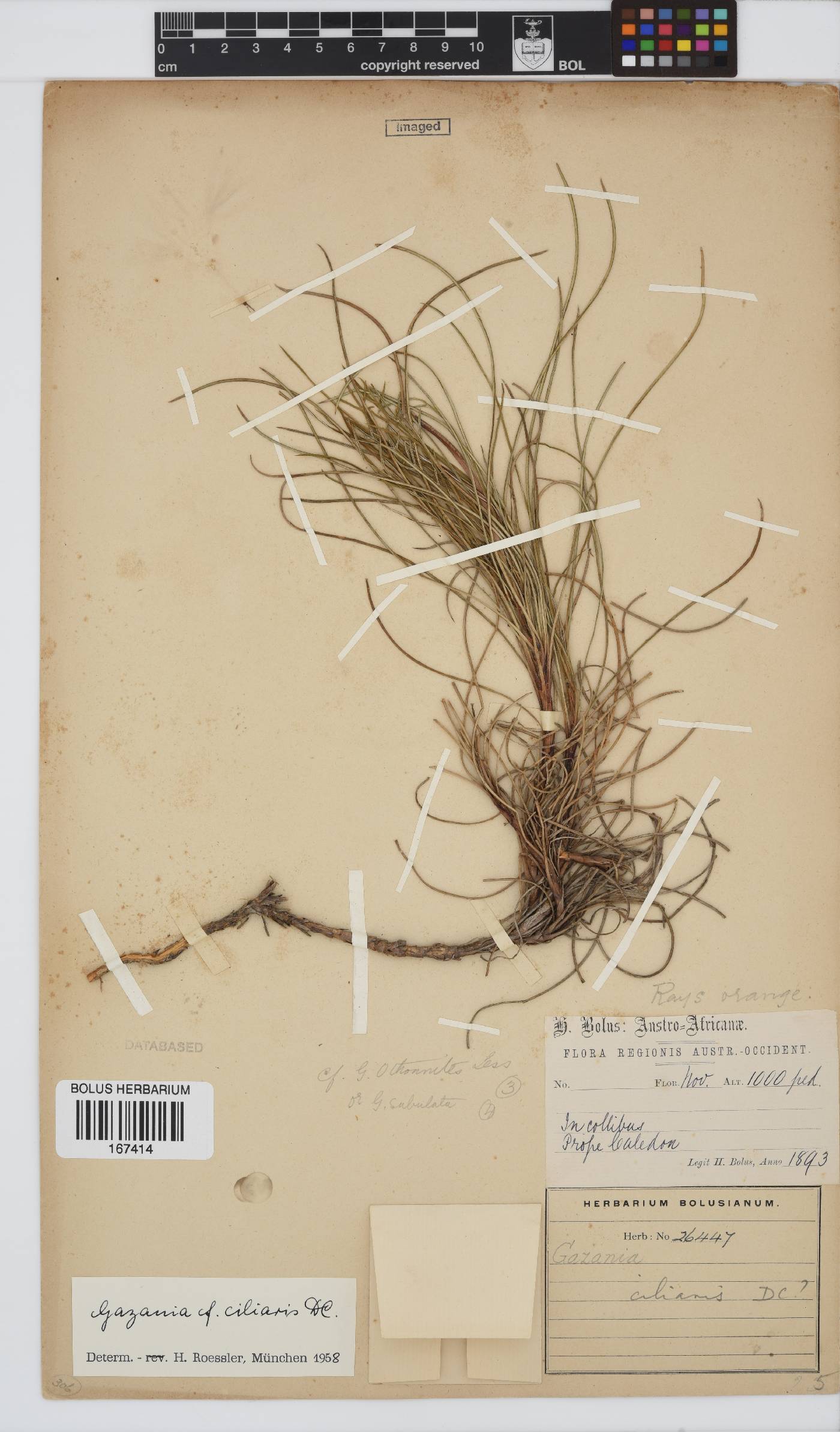 Gazania ciliaris image