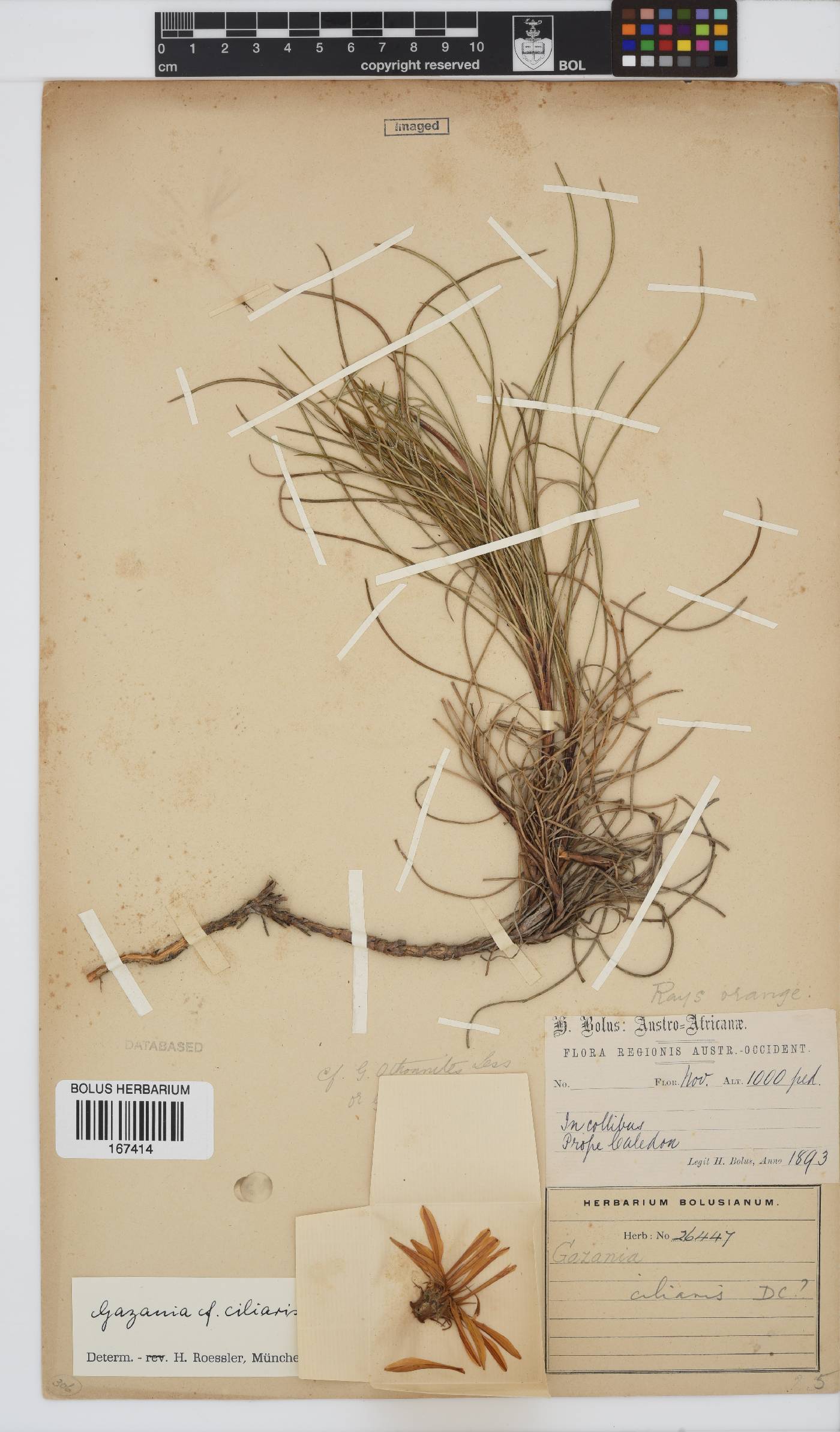 Gazania ciliaris image