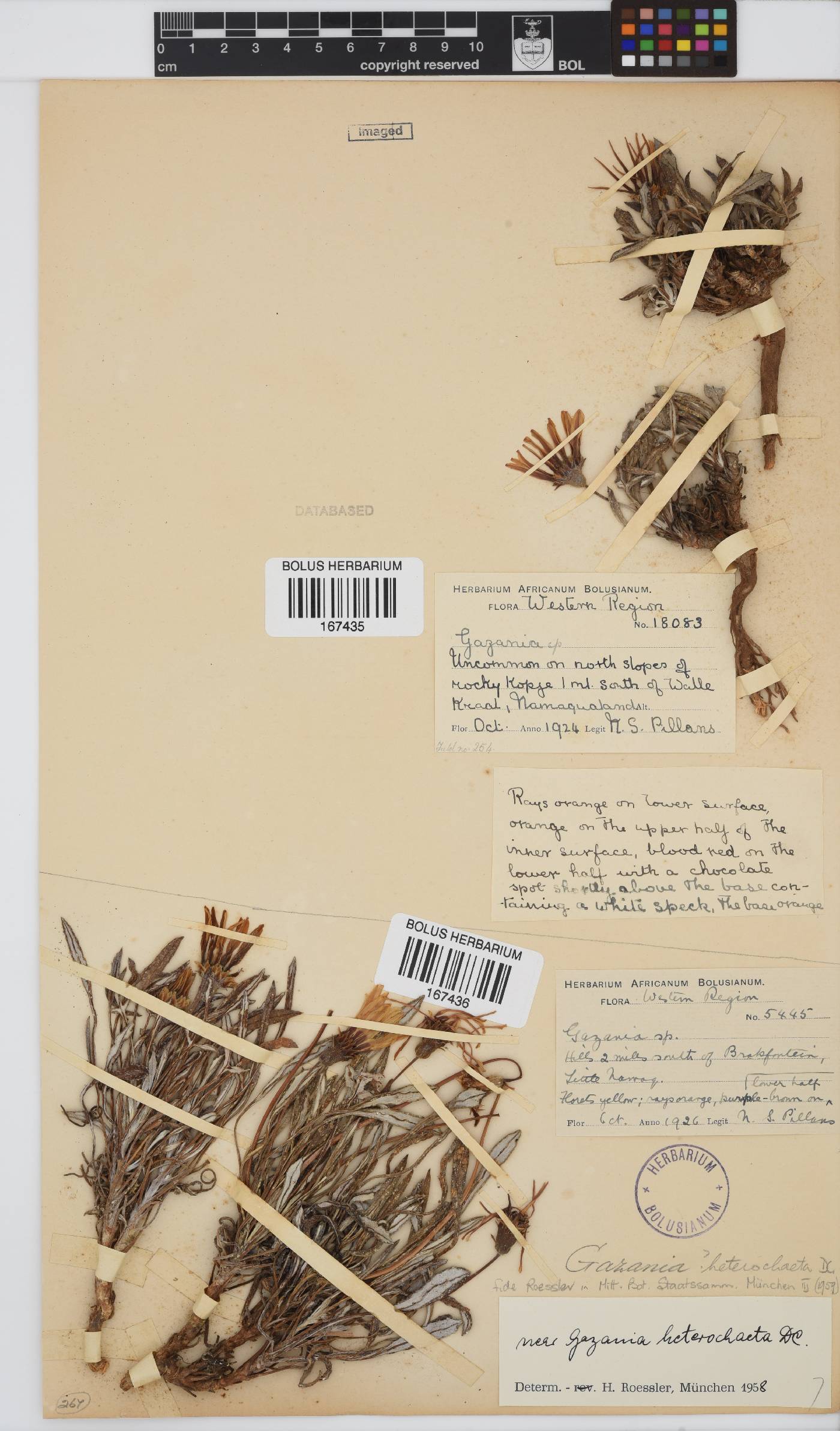 Gazania heterochaeta image