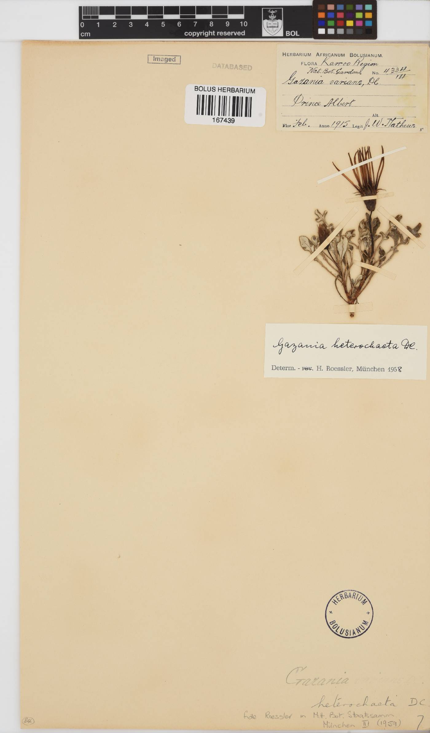 Gazania heterochaeta image
